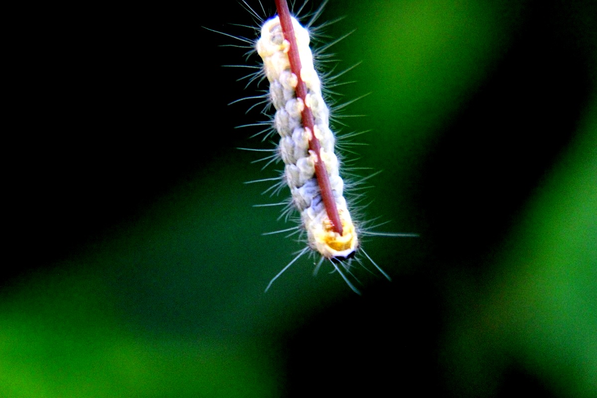 IMG_7920.JPG