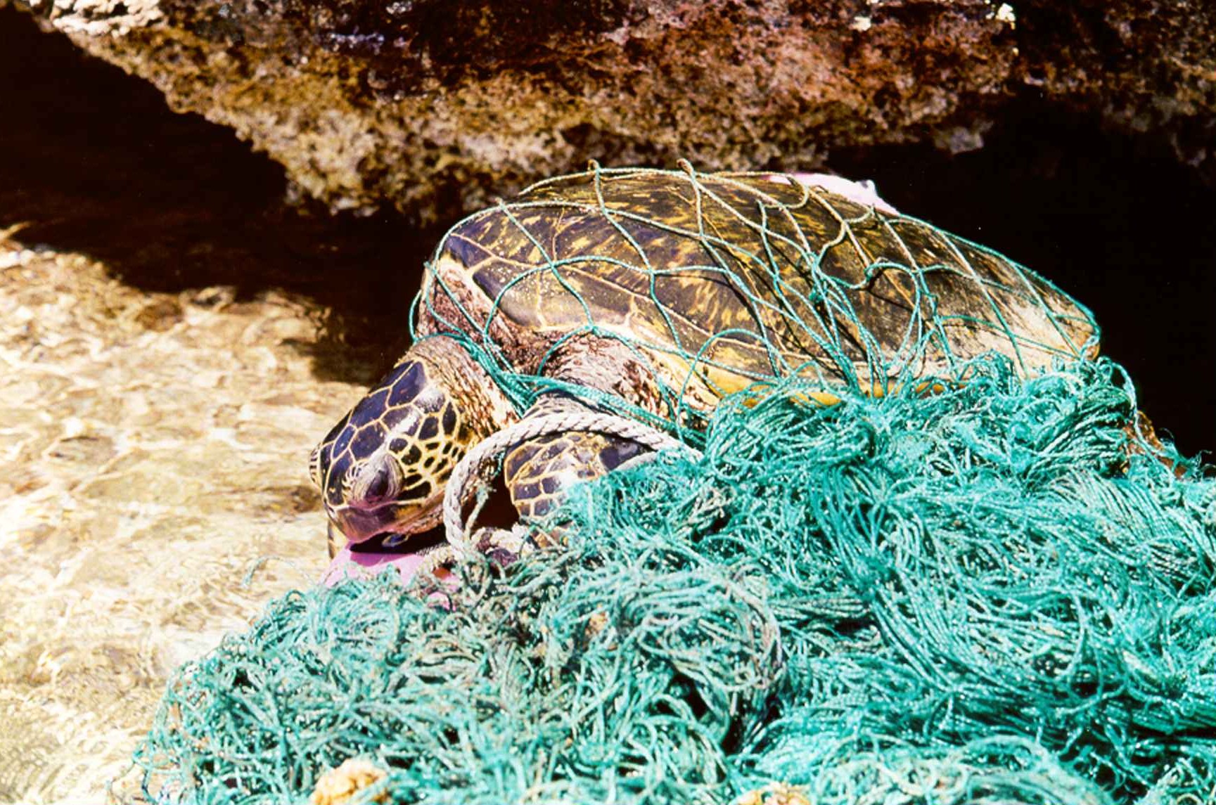 Entangled_green_sea_turtle_(7656597150).jpg