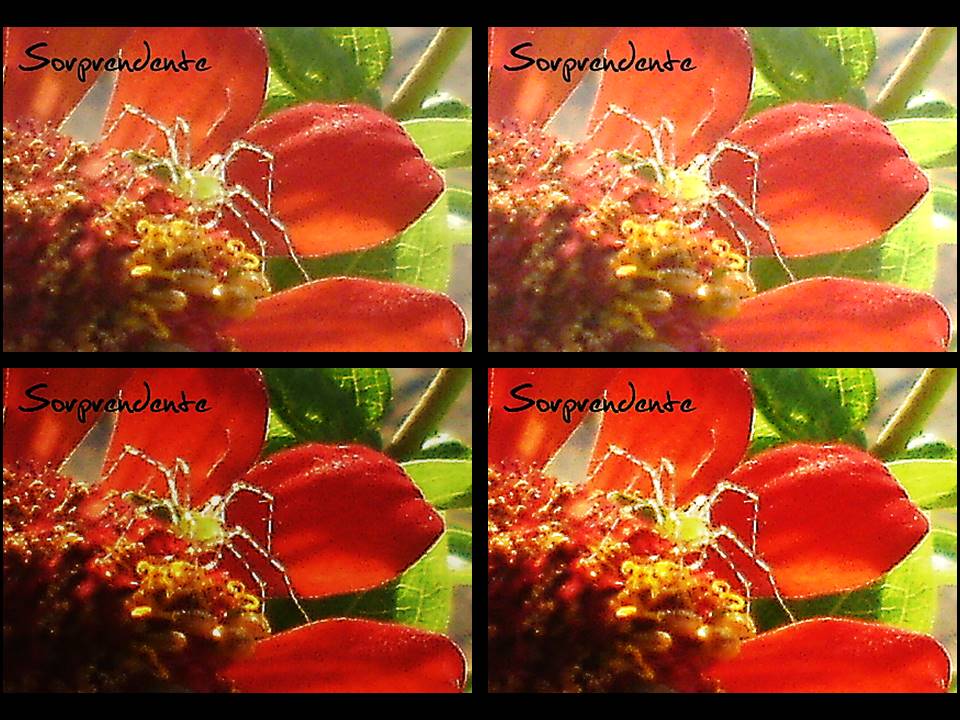 Macrofotografía y Colorfull 3..jpg