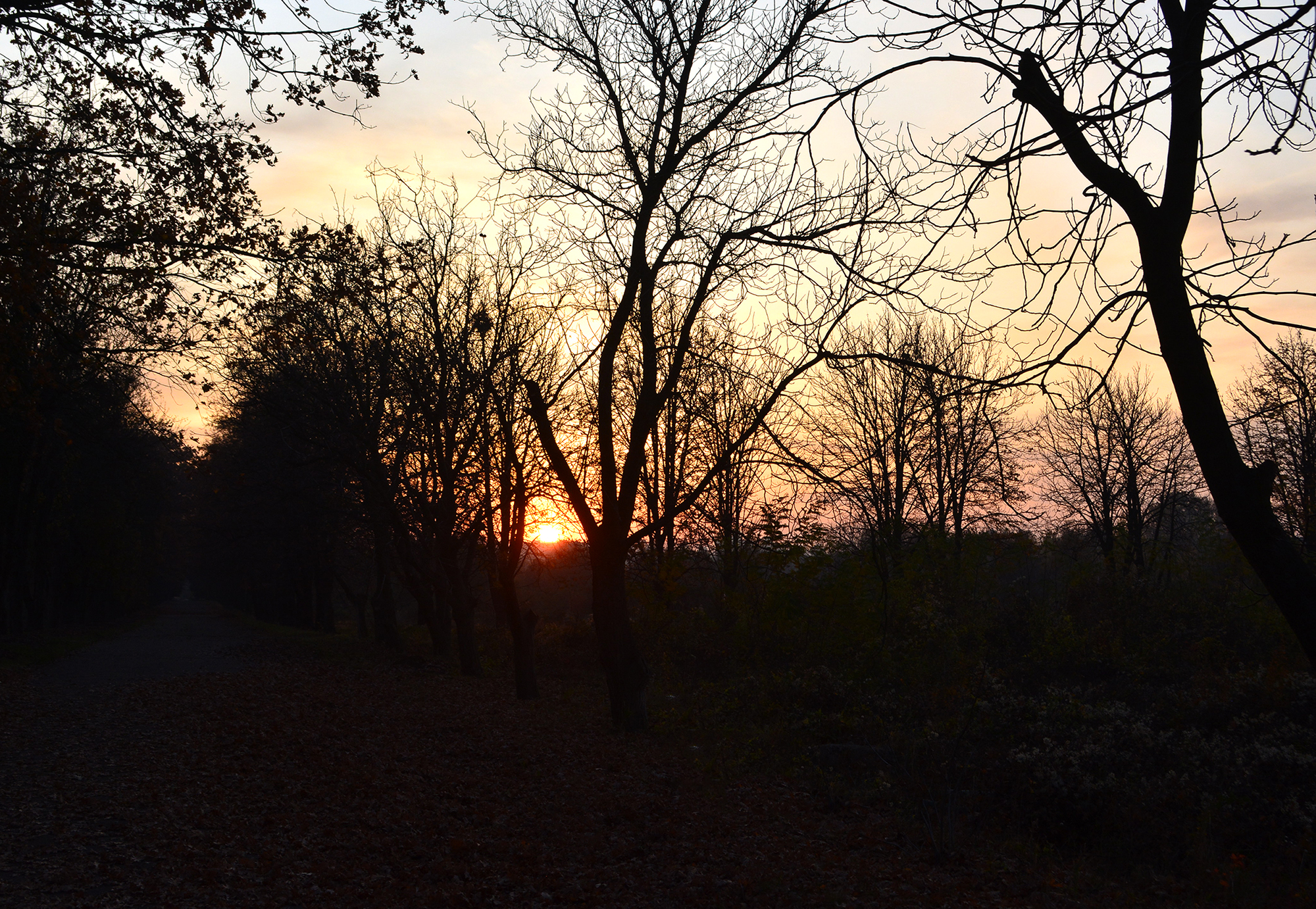 DSC_0198-2.jpg