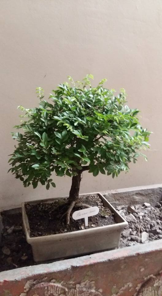 bonsai 2.jpg