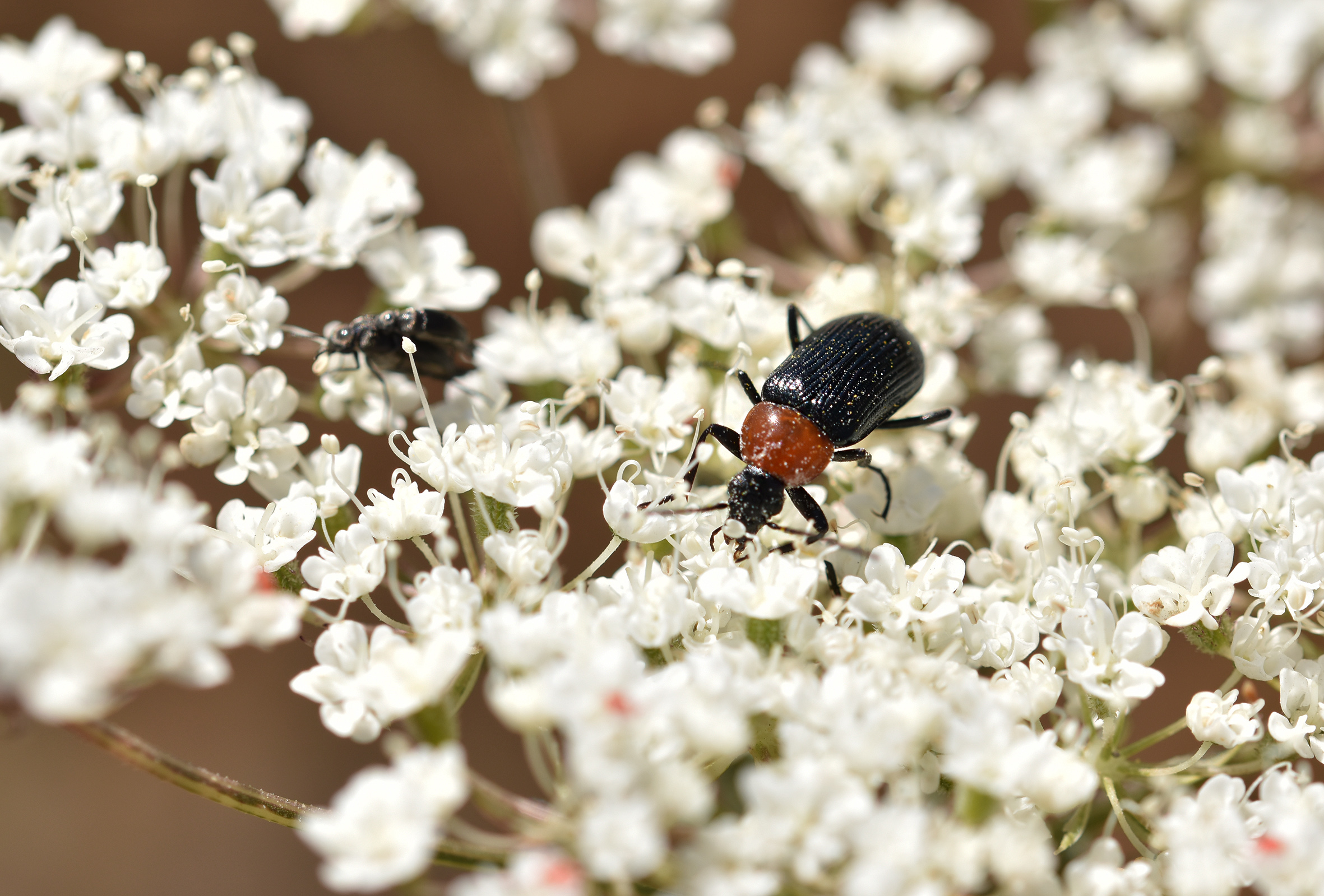 beetle white wildflower 1.jpg