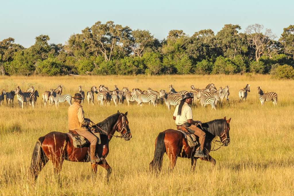 Best Time to Experience Botswana Safari Trips.jpg