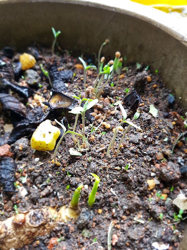 Usecompost03.jpg