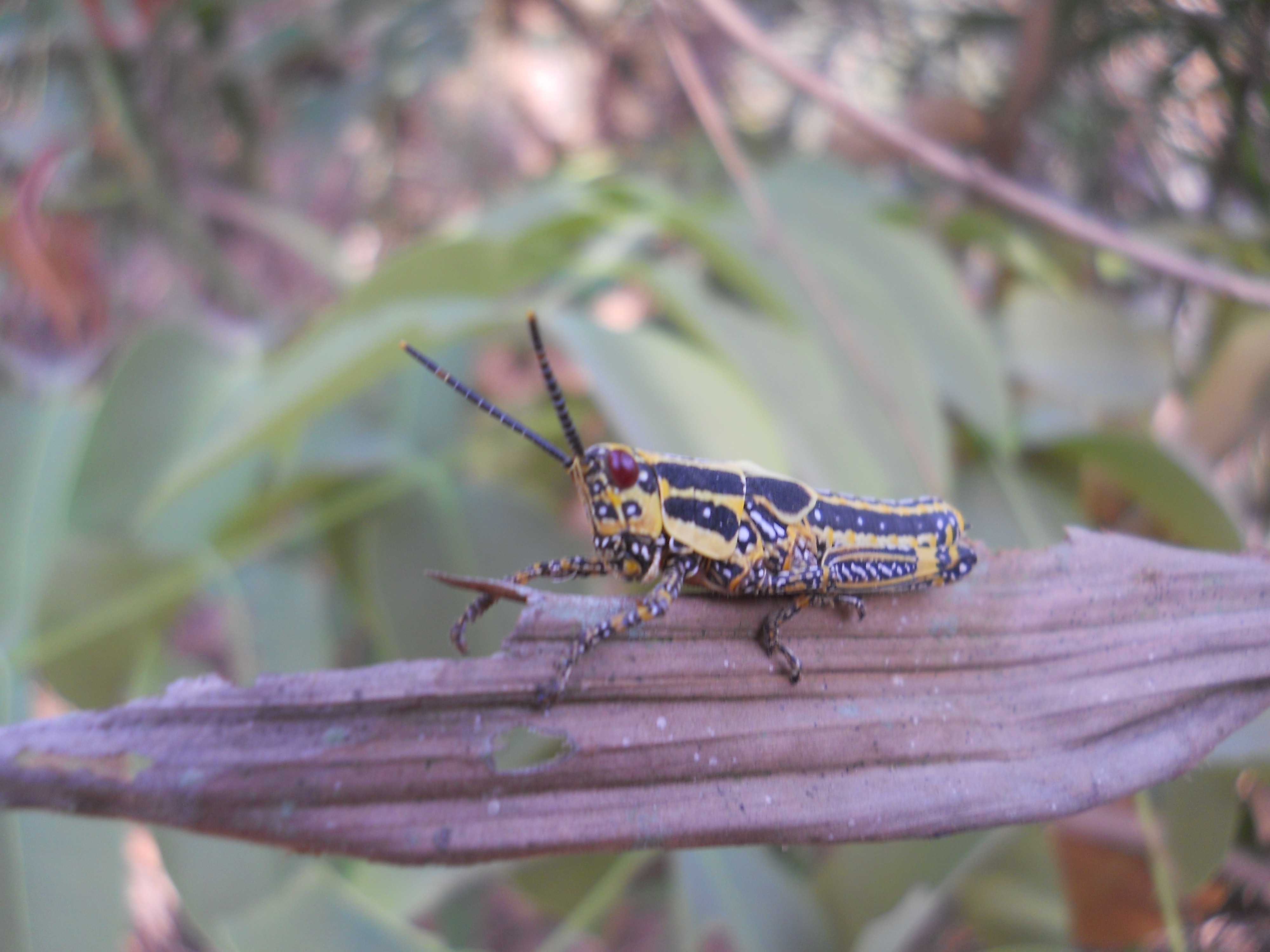 DSCN5290.JPG