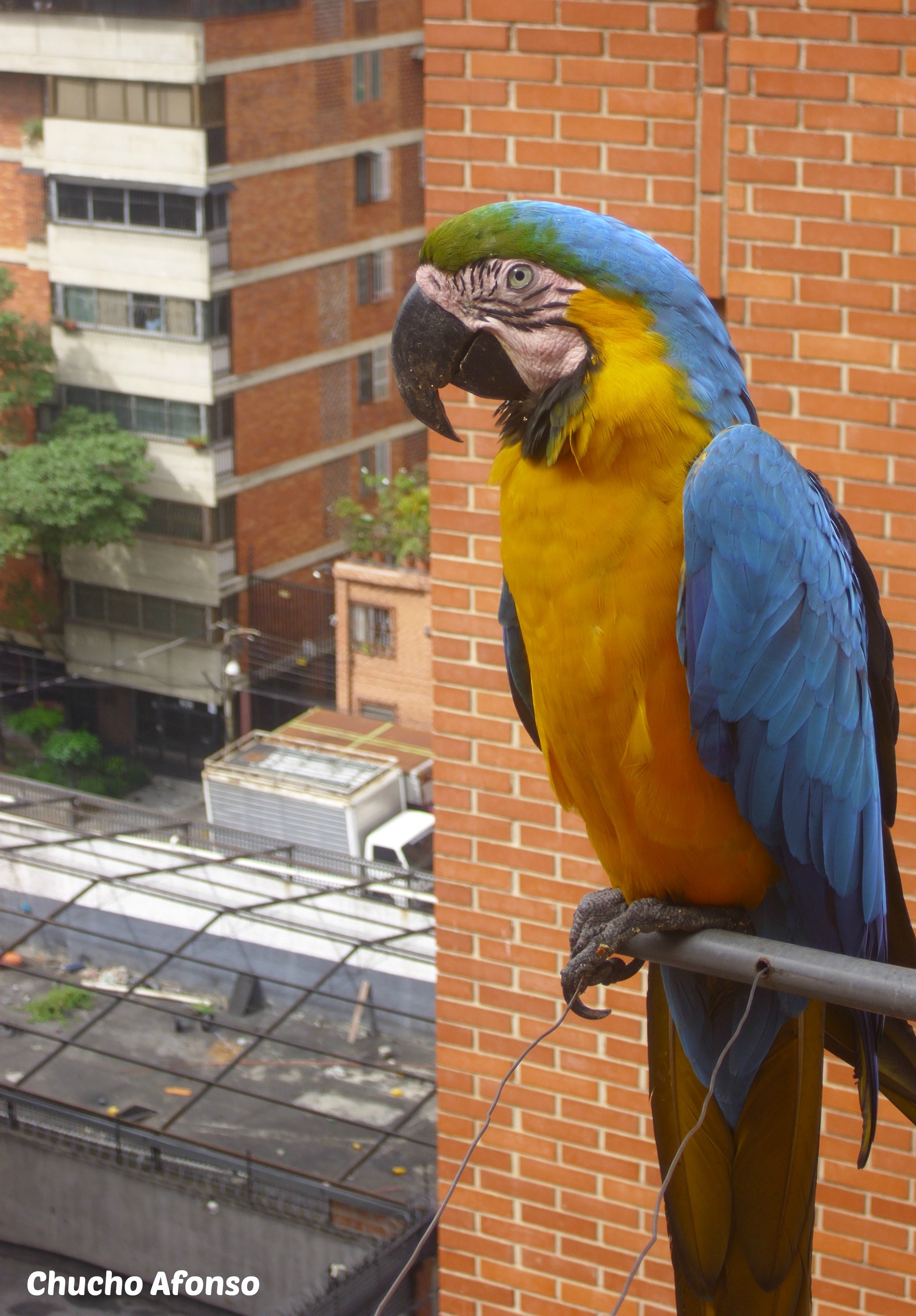 PAJAROS (1).JPG