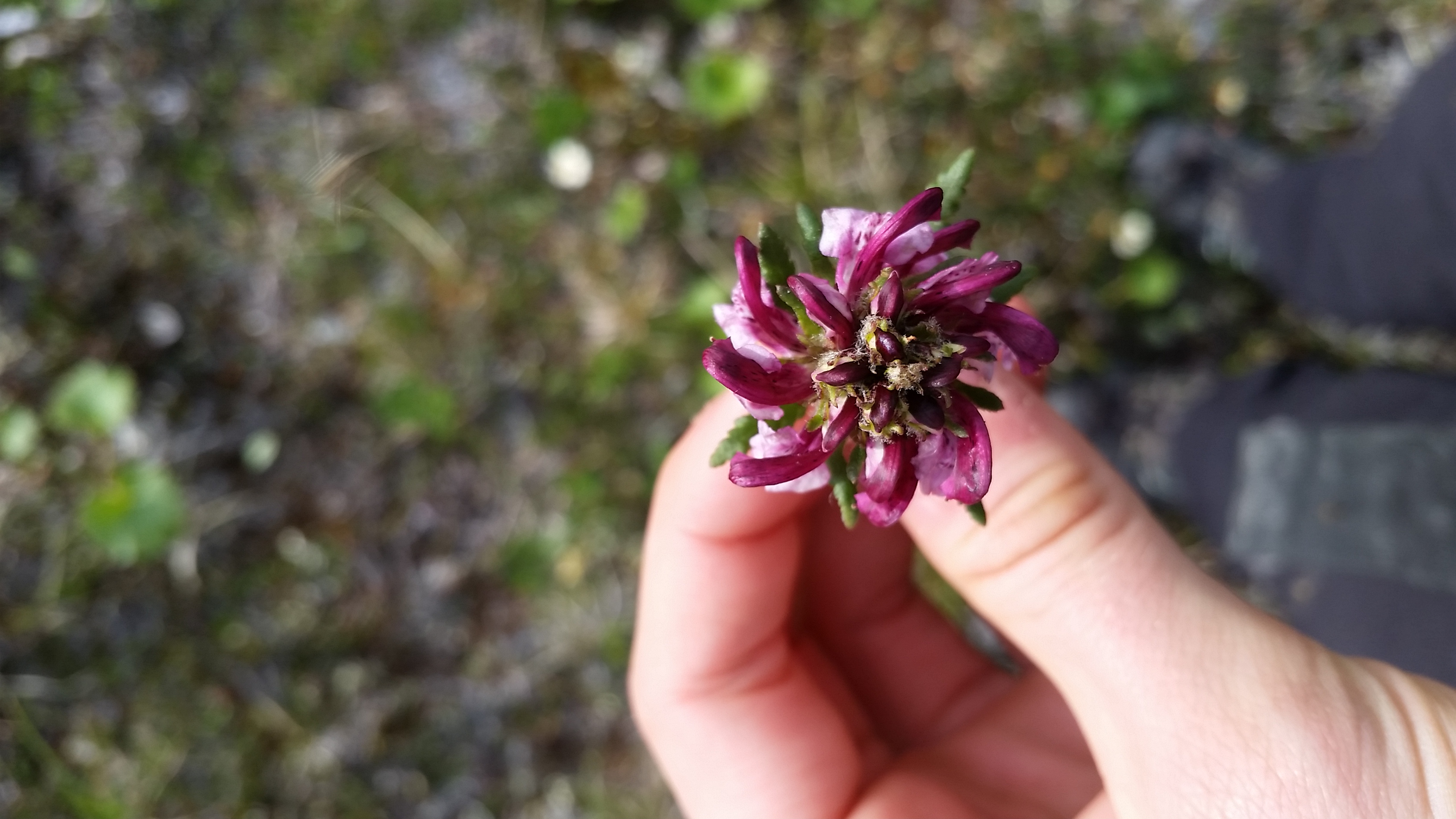 Gates Arctic (23).jpg