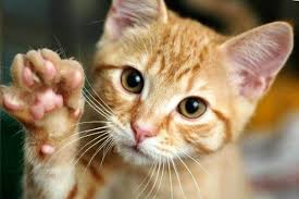 gato 1.jpg