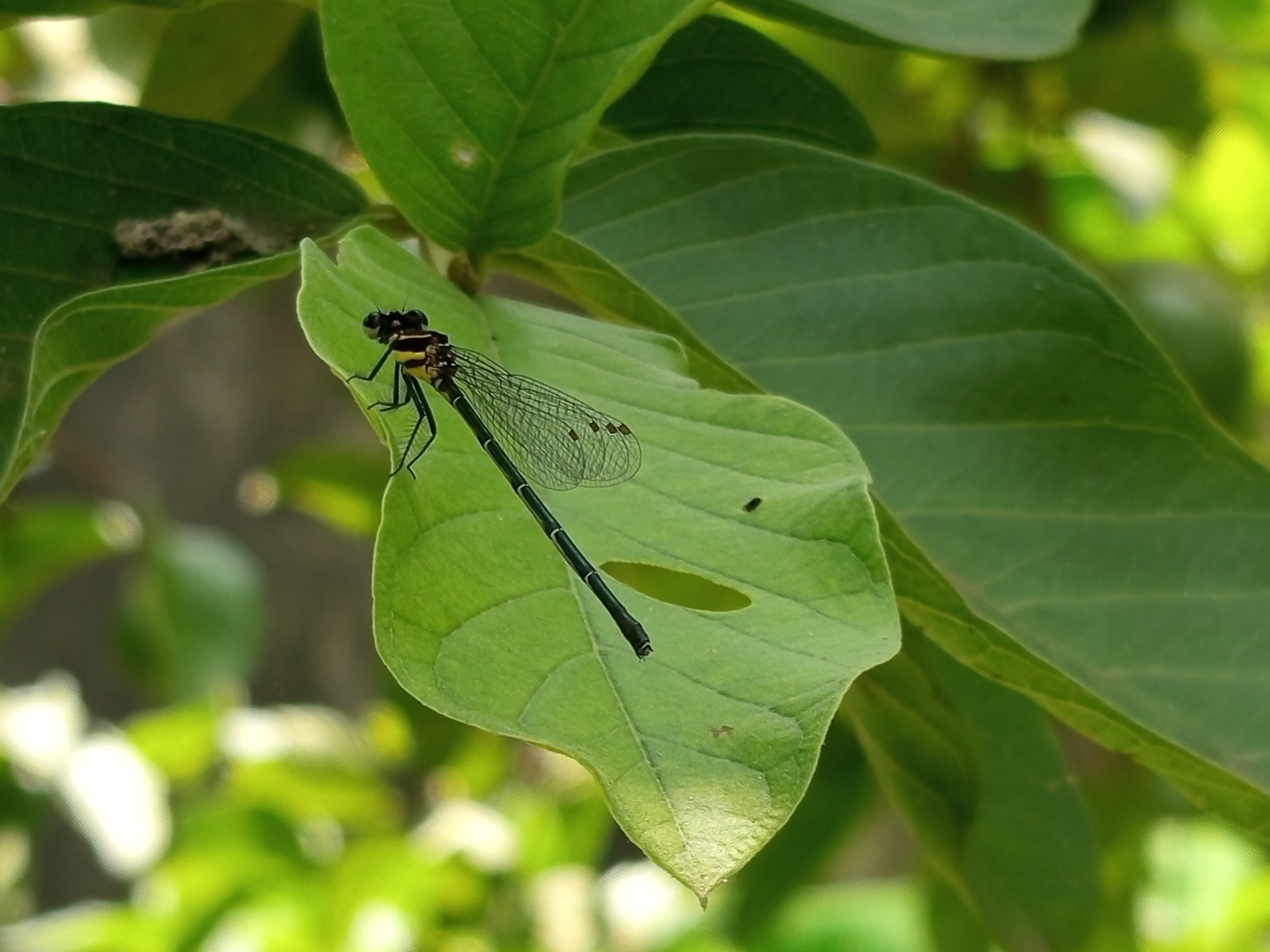 ফড়িং (3).jpg