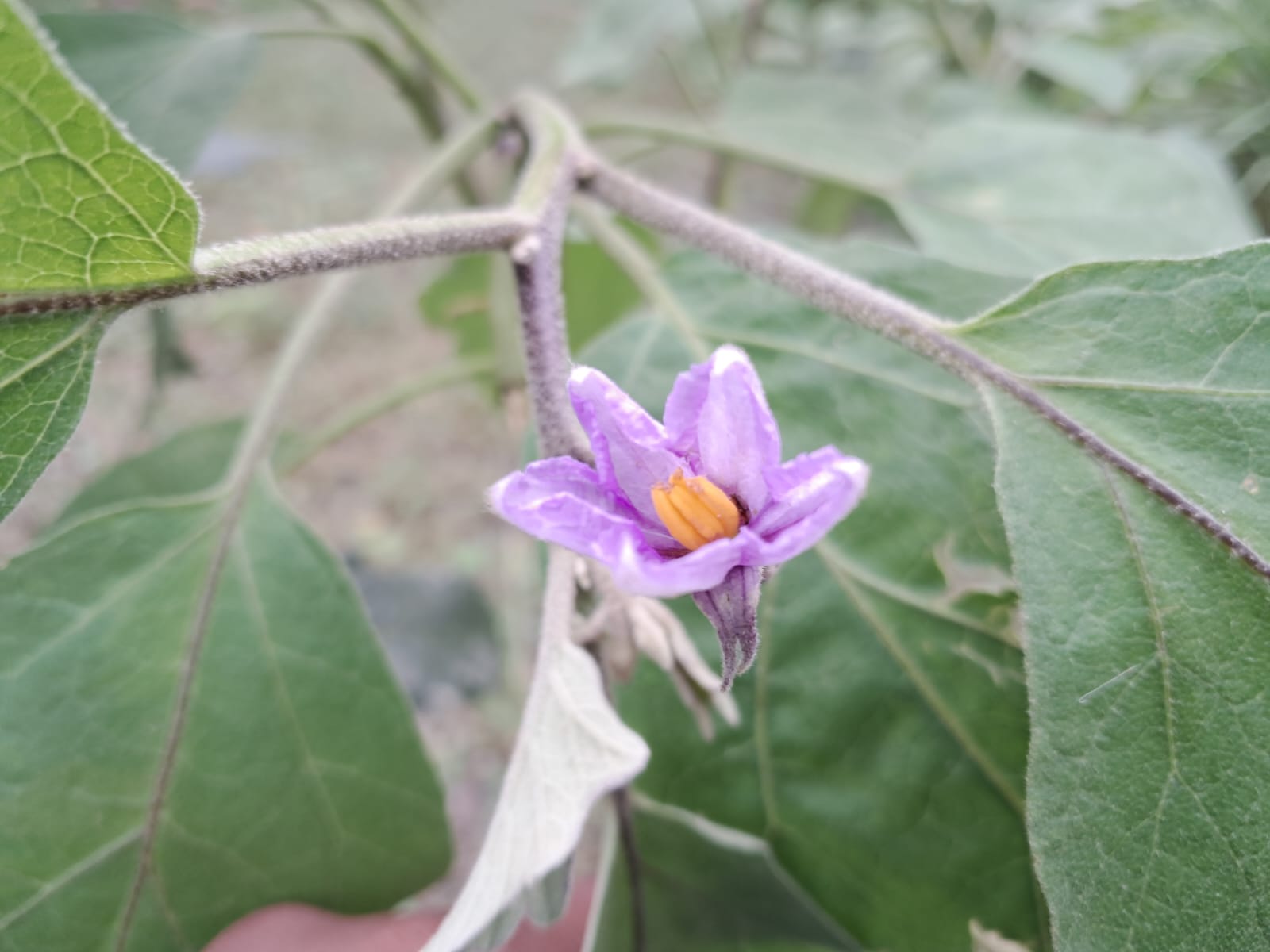 WhatsApp Image 2024-07-08 at 12.41.20 PM (1).jpeg