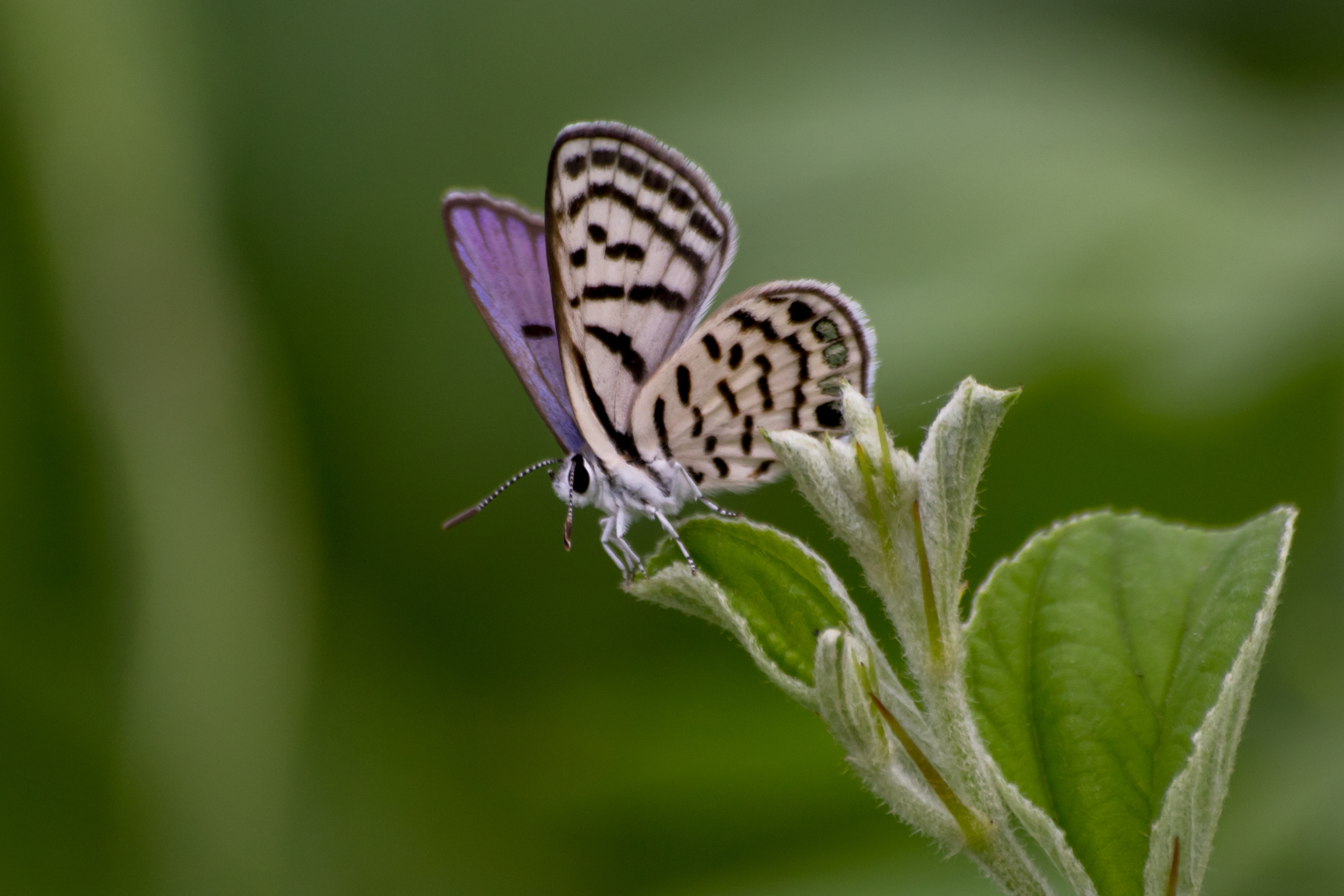IMG_9302-c.jpg