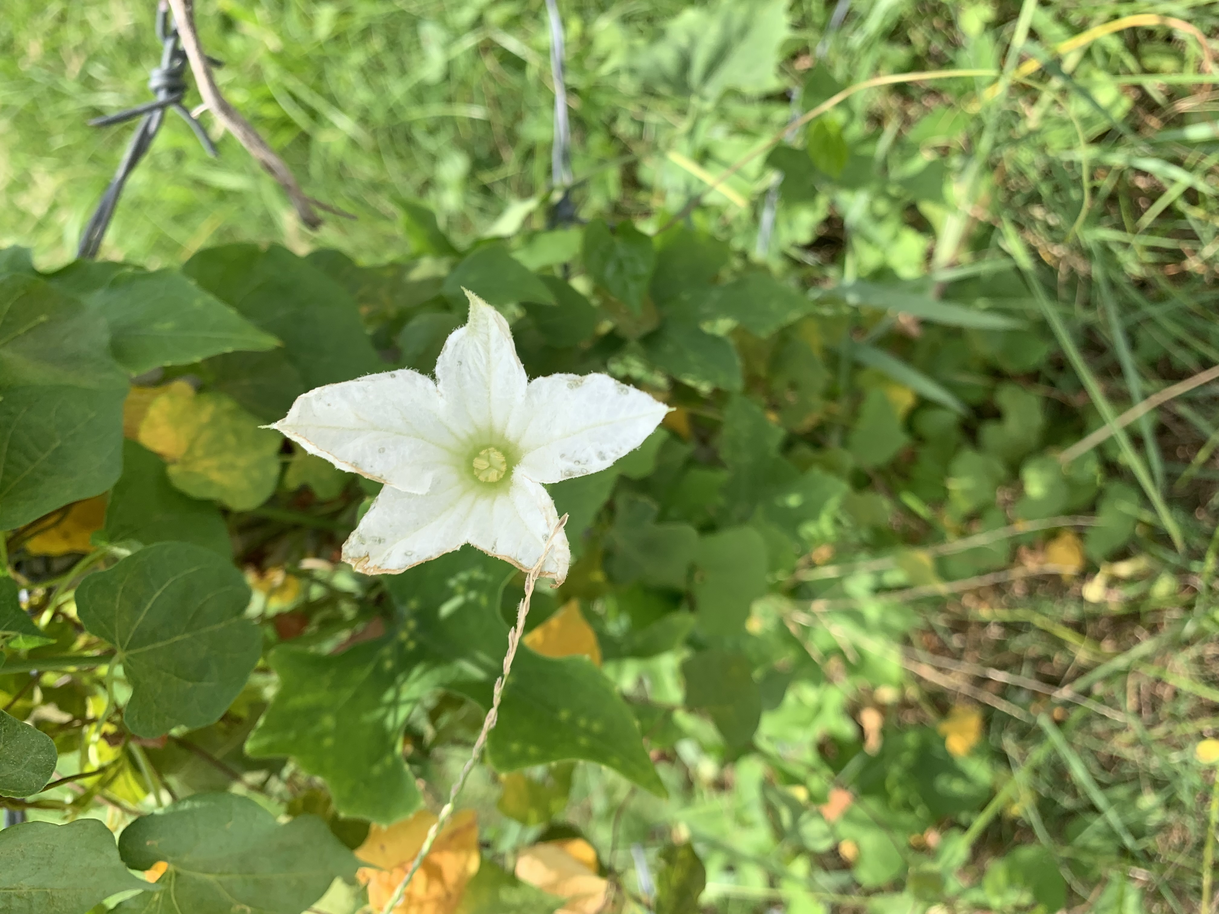 Gorgeous white wildflowers2.jpg
