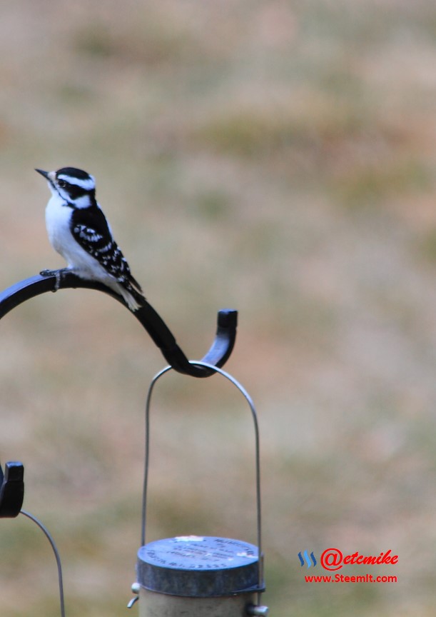 Downy Woodpecker PFW20-0032.JPG