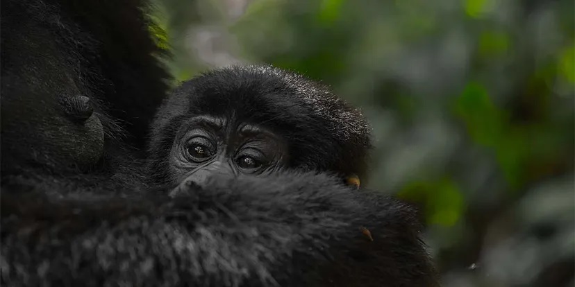 Pro Tips for Last Minute Gorilla Trekking in Rwanda.jpg