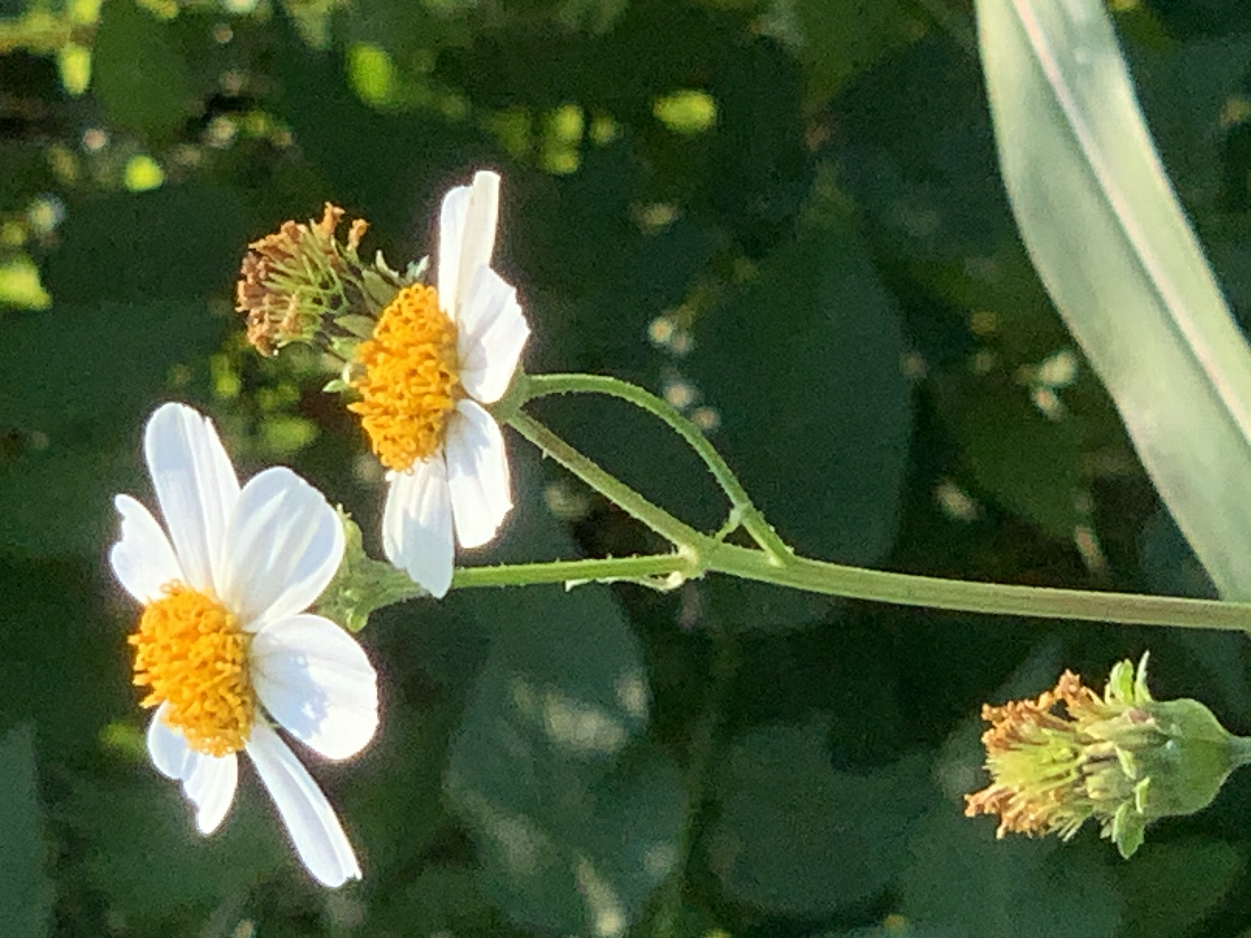 white wildflowers and bees14.jpg