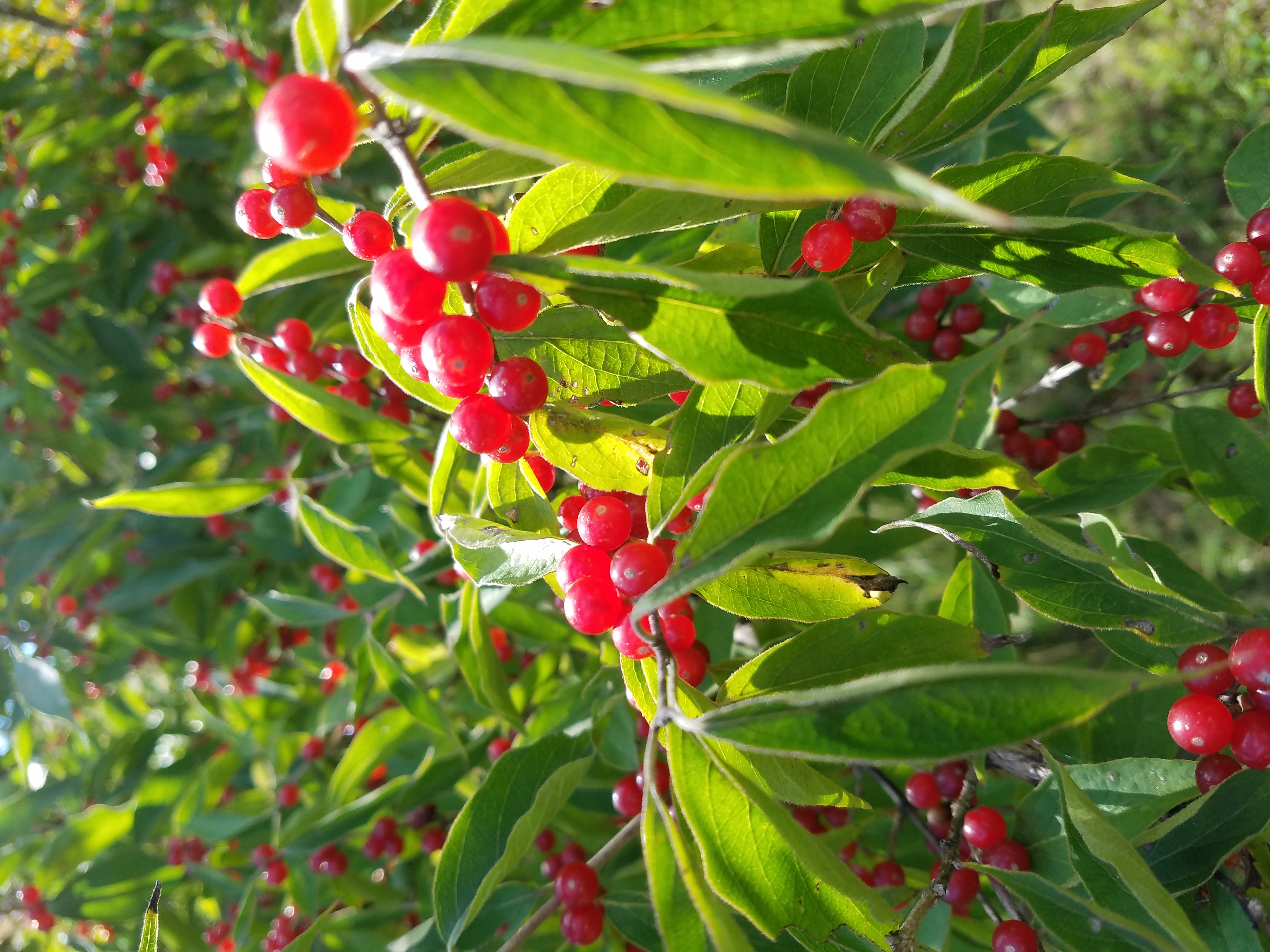 20180914_153334_001.jpg