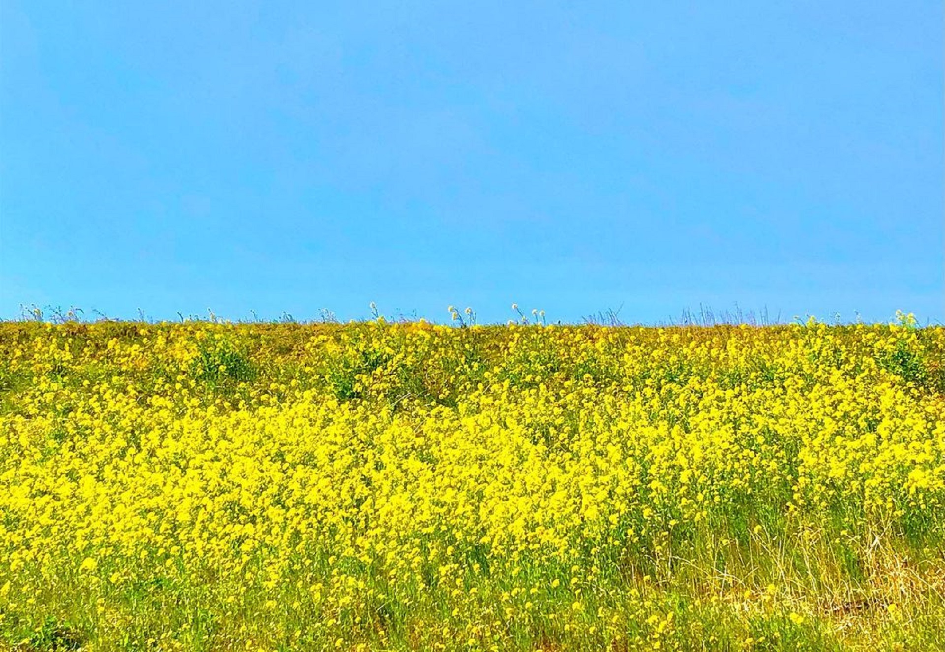 Yellow Field (3).jpg