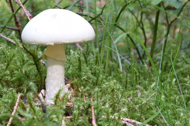 Weißer Knollenblätterpilz_800.JPG