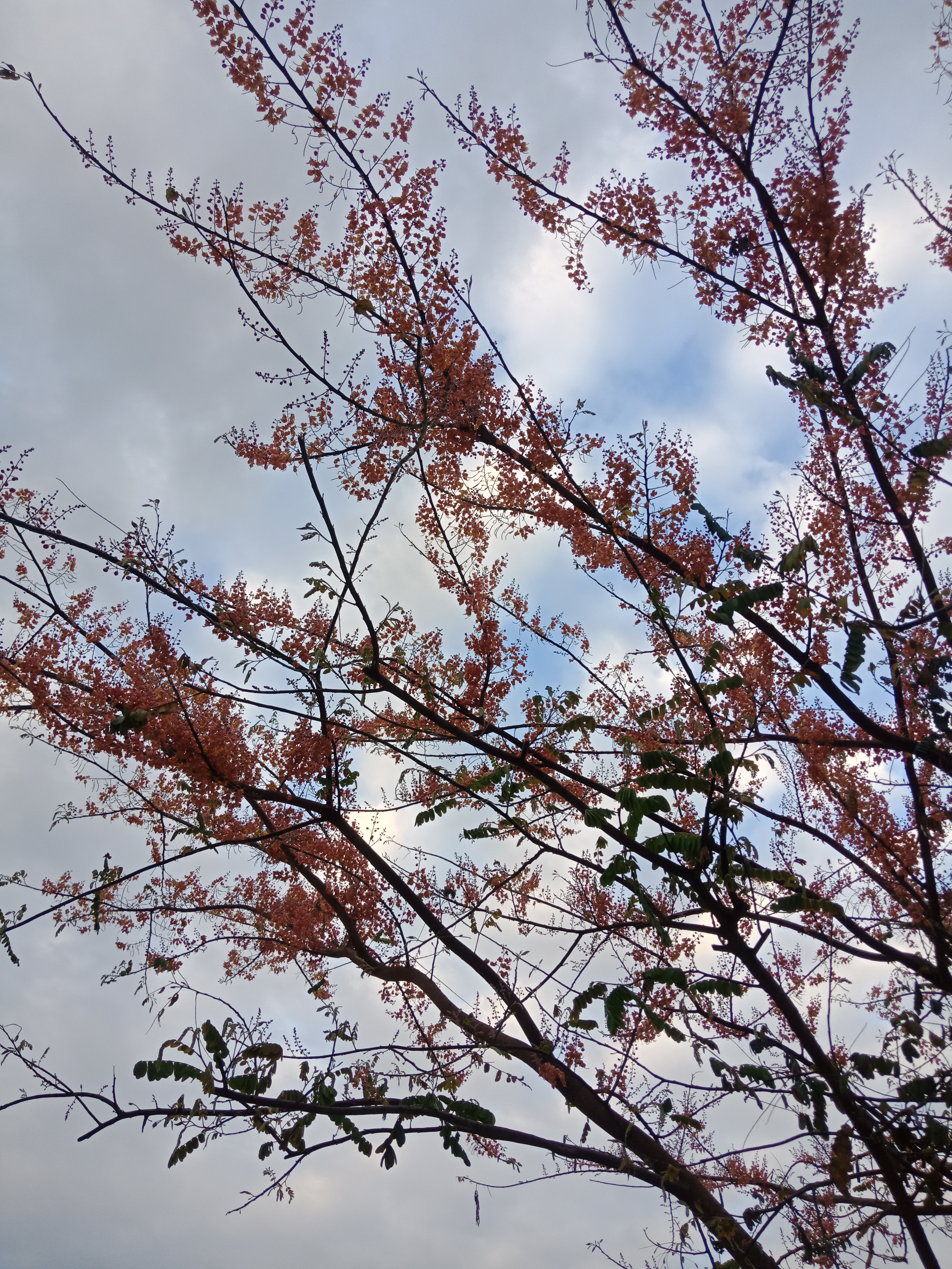 IMG20210410172150.jpg