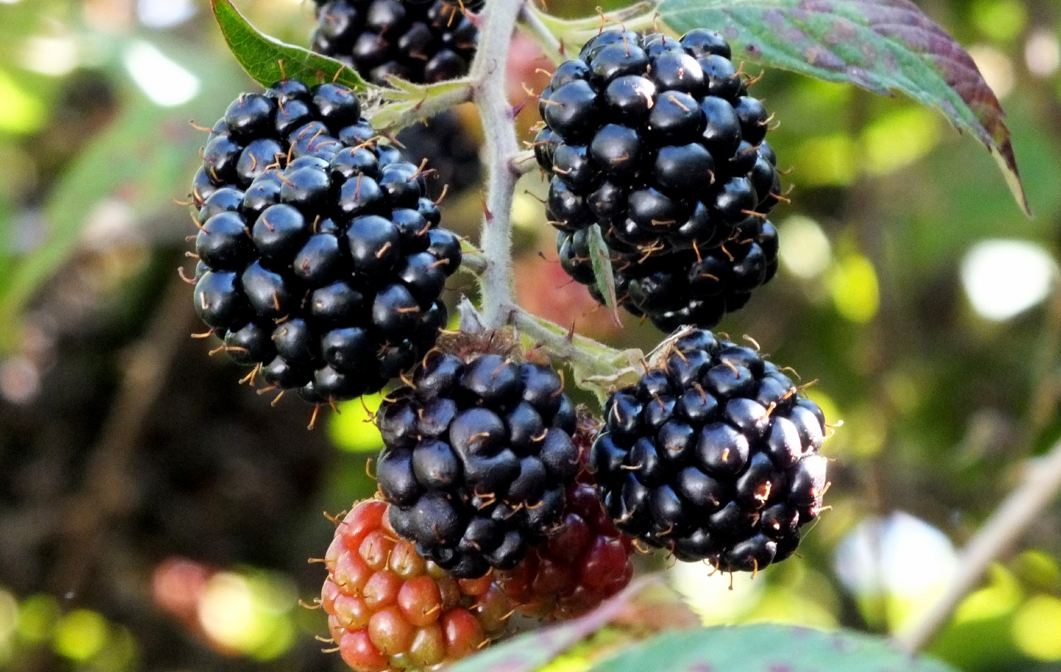 1087-Blackberries2.jpg