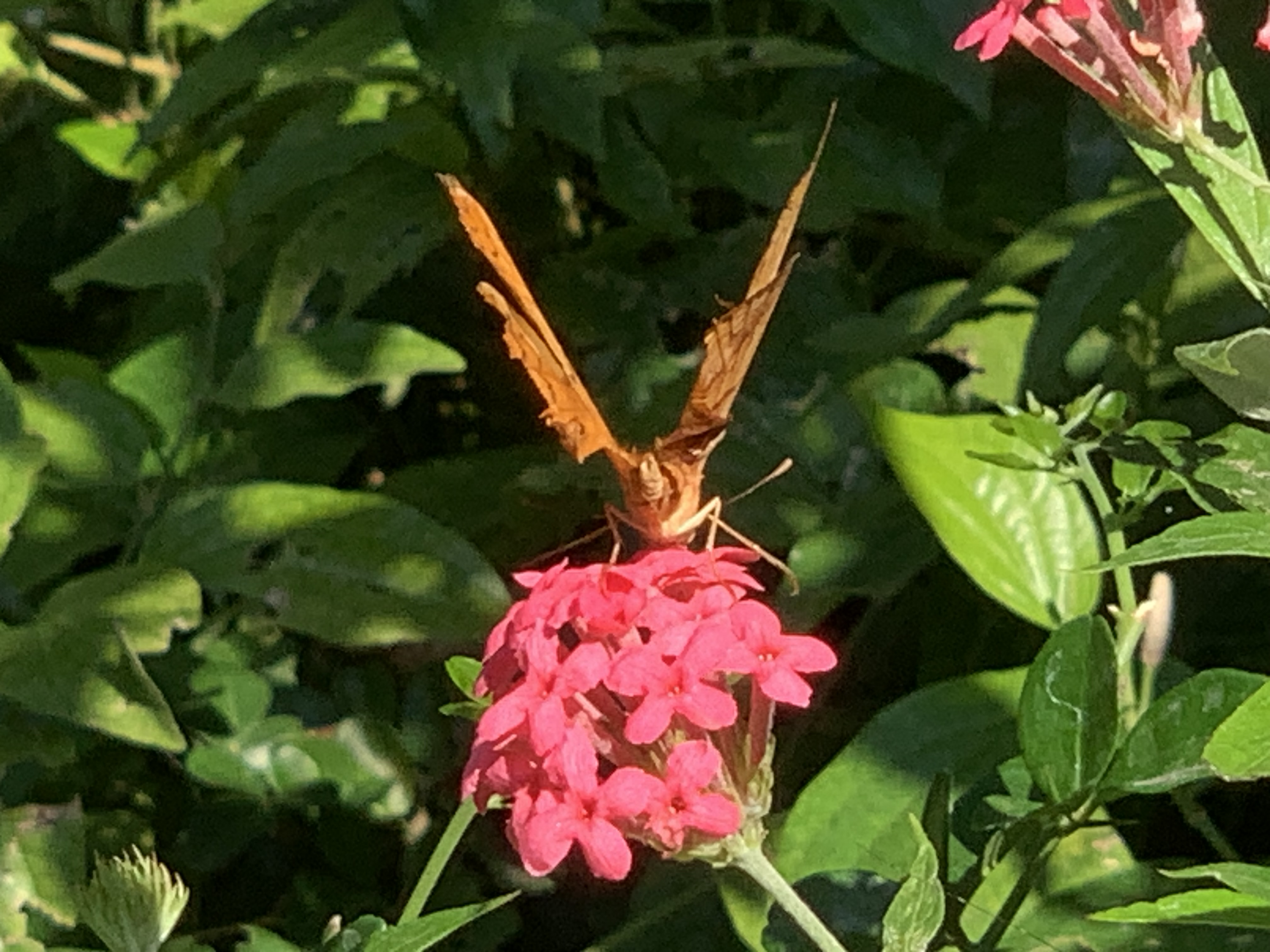 Bangkok Butterfly Garden & Insectarium125.jpg