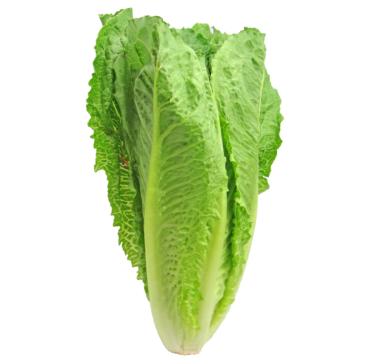 lettuce-2468495_1280.png