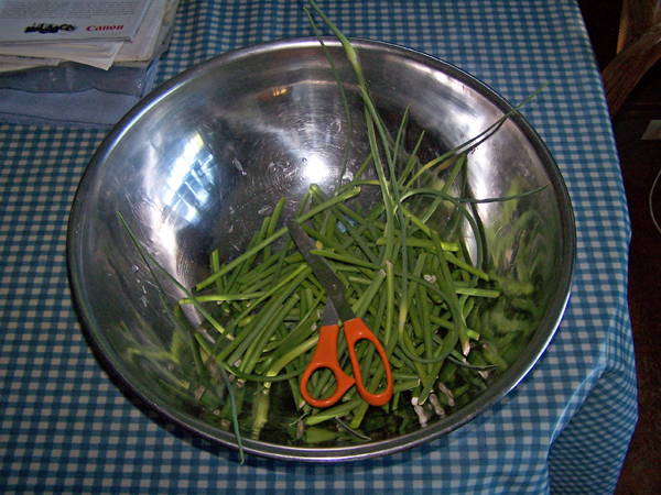 Garlic Scape Pickles - 2nd harvest1 crop June 2018.jpg
