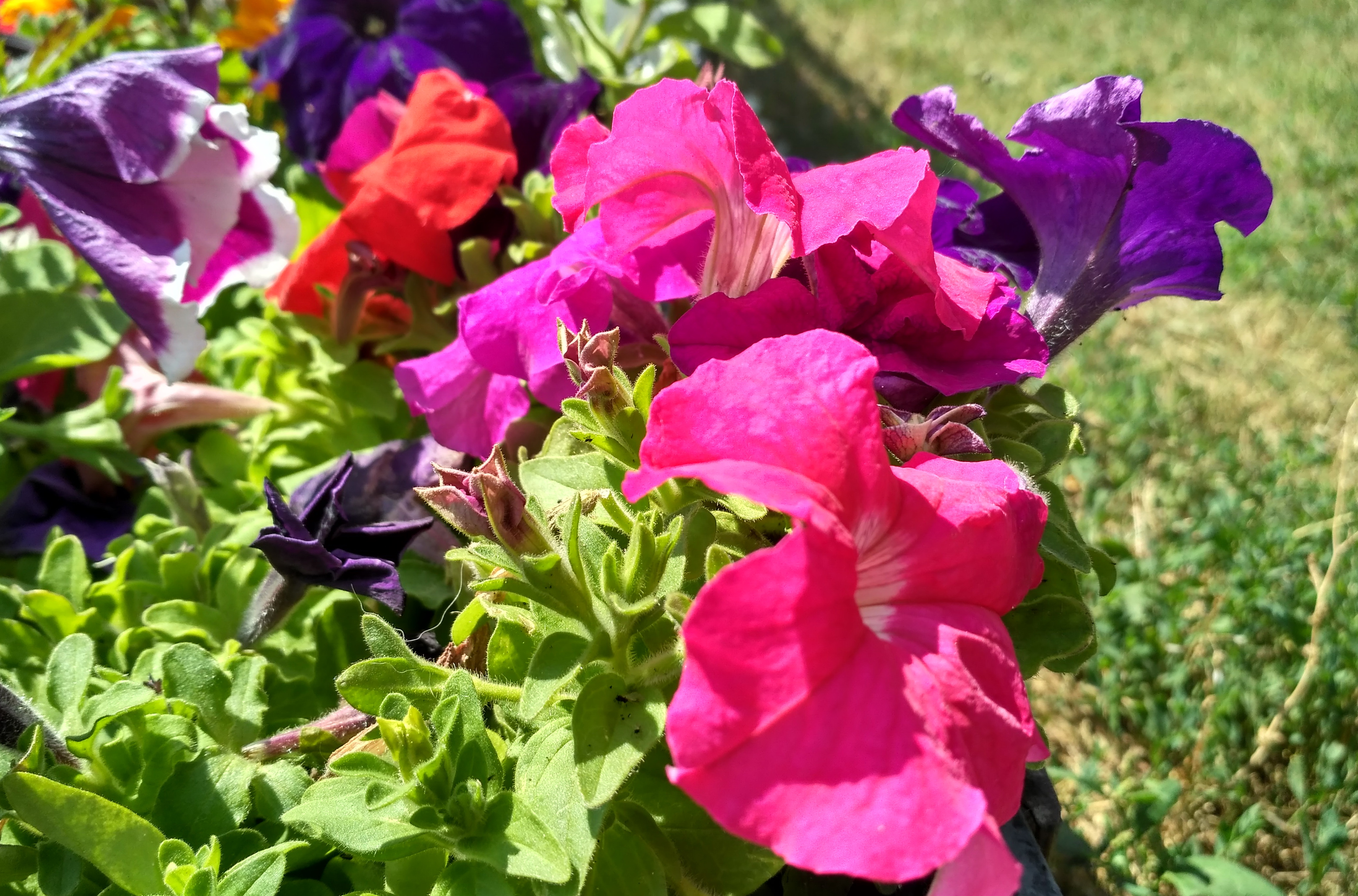 IMG_2019-06-19_110022_HDR.jpg