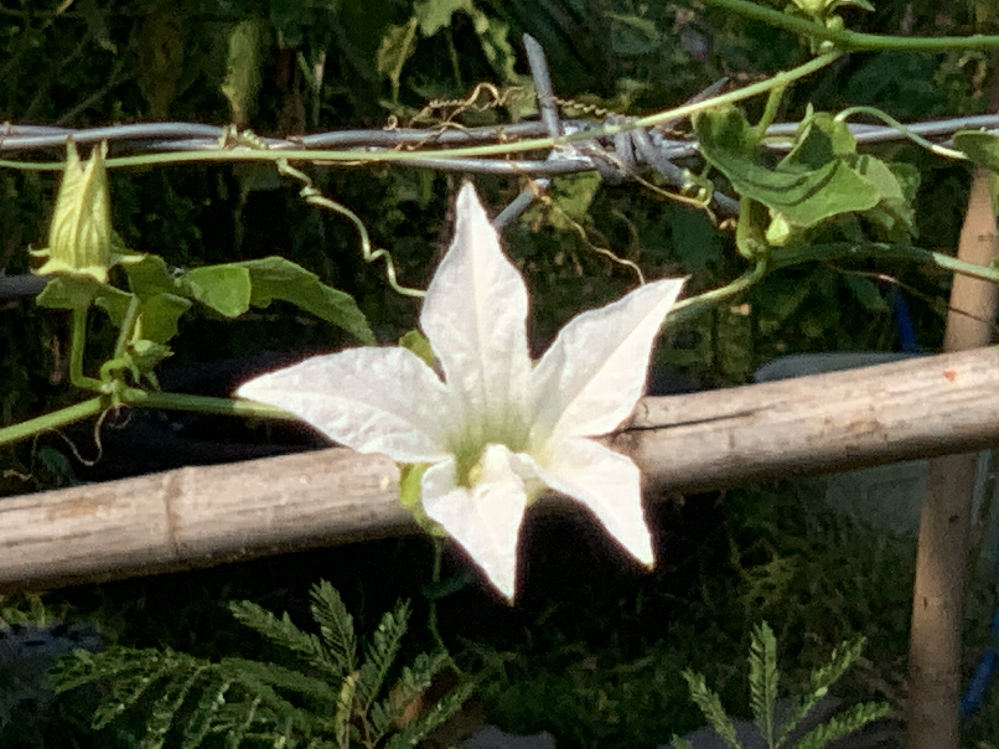 Gorgeous white wildflowers6.jpg