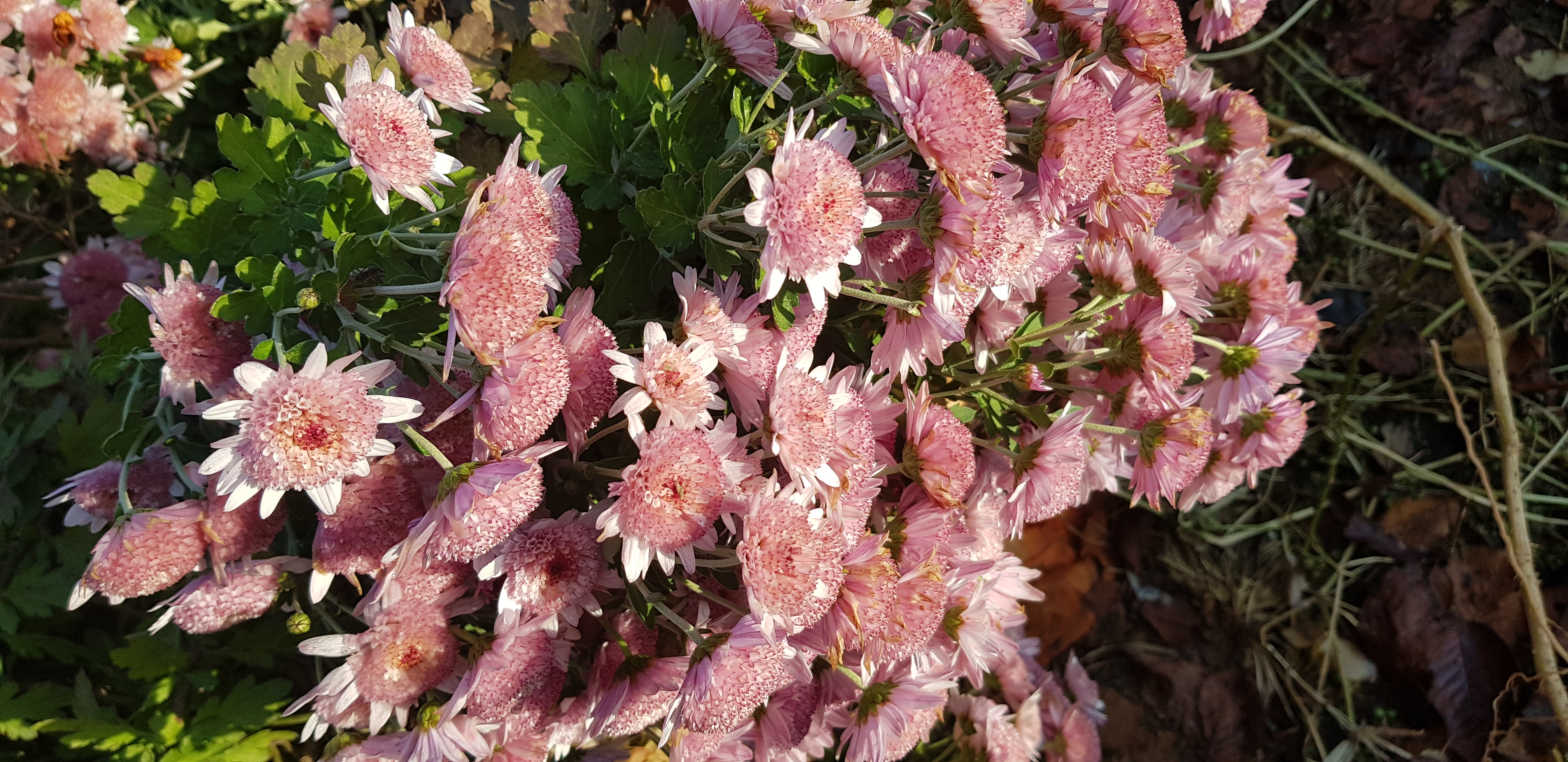 20191116_153636.jpg