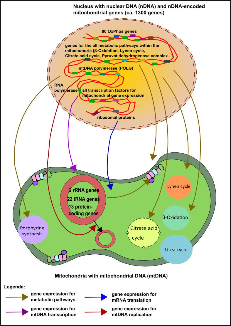 nDNA expression.png