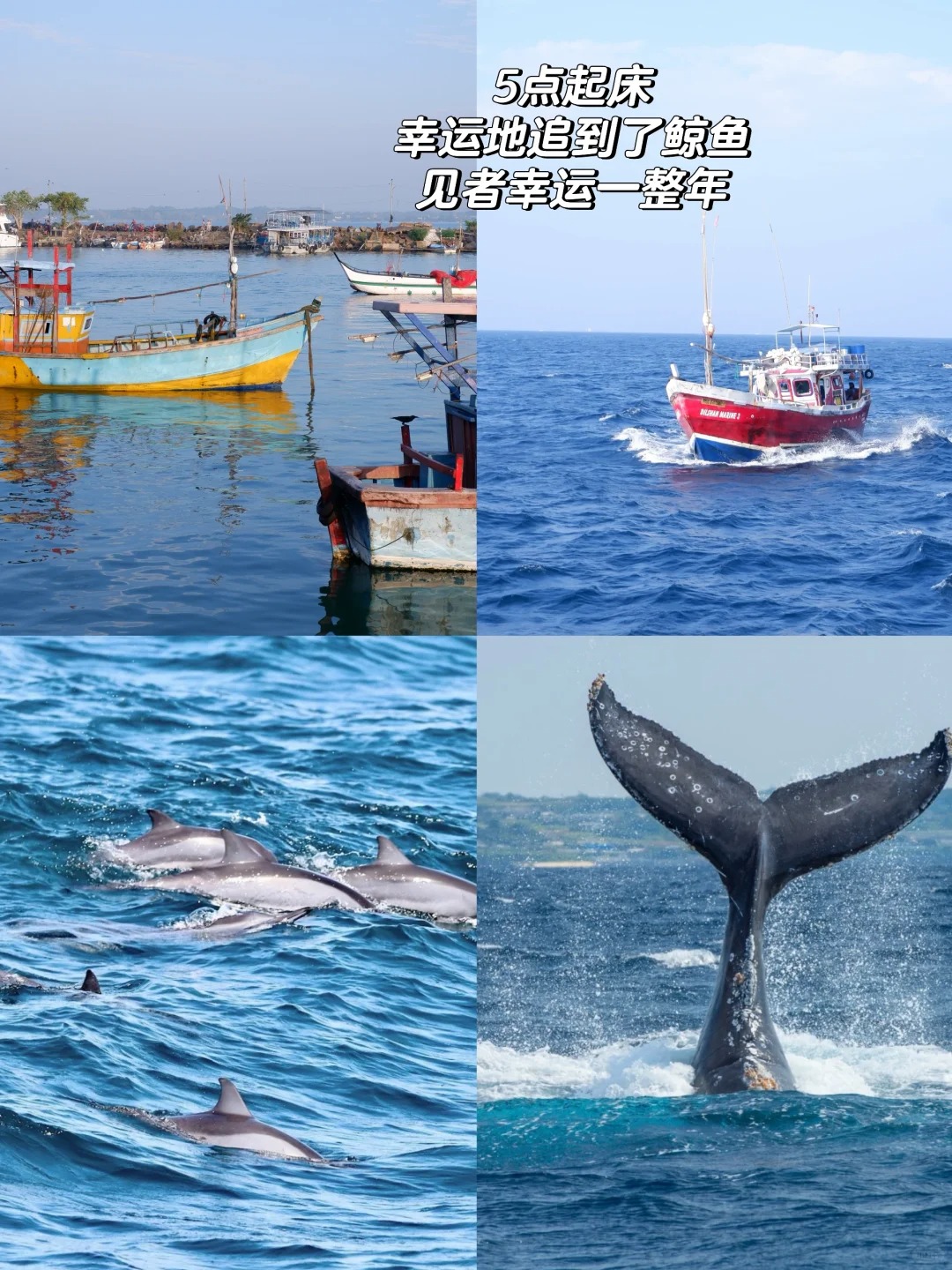 我放弃泰国了😭斯里兰卡真的又便宜又安全 (10).jpg