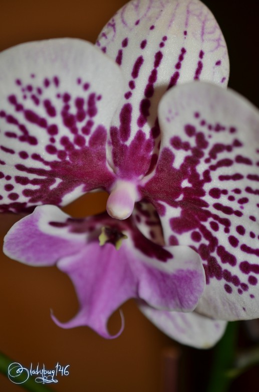 orchid2.jpg