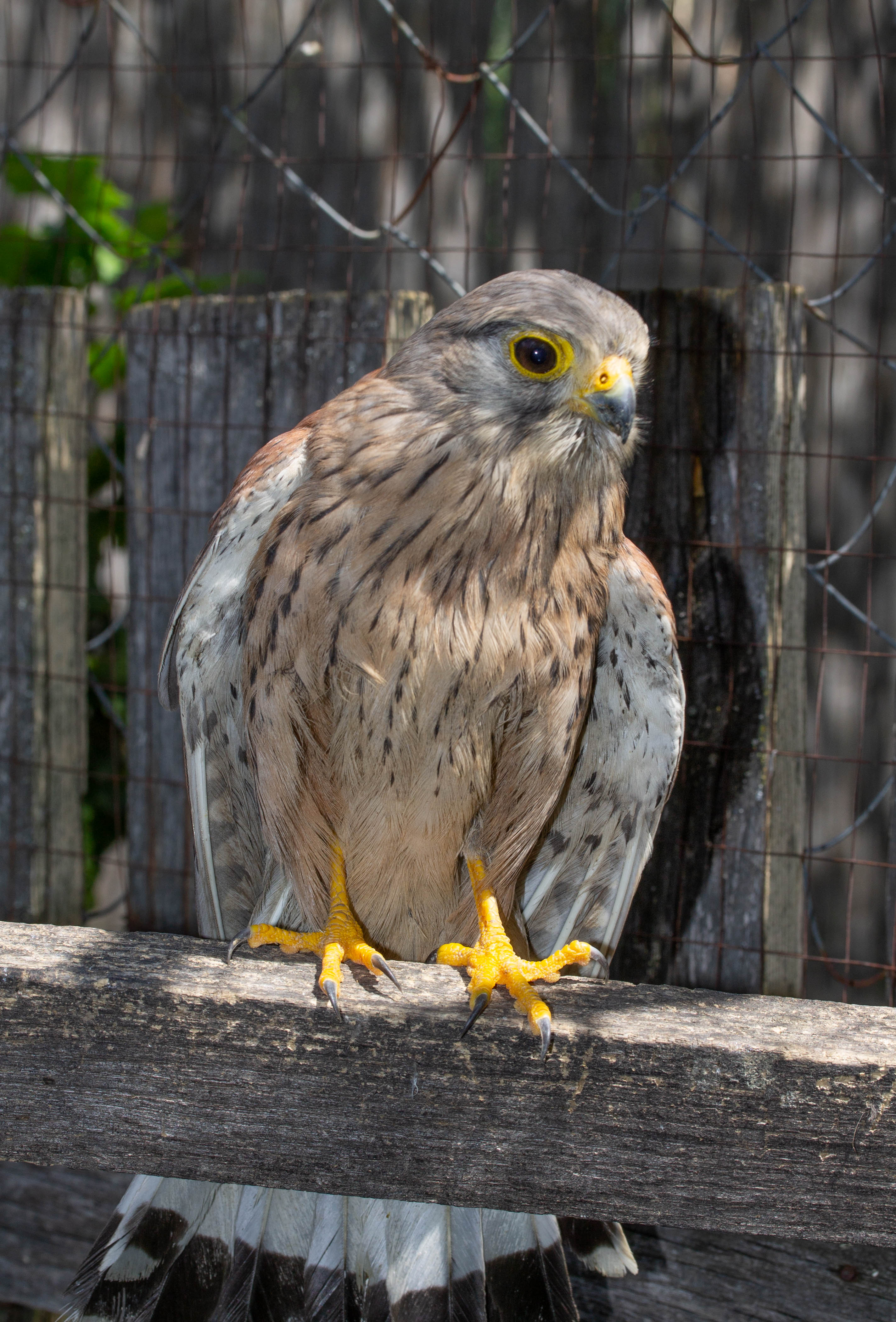 Dailypetphotography: Kestrels