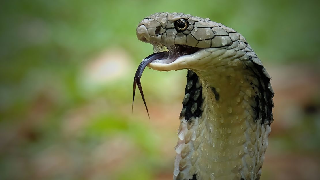 221026023355-06-cobra-survival-1026-king-cobra-in-indonesia.jpg