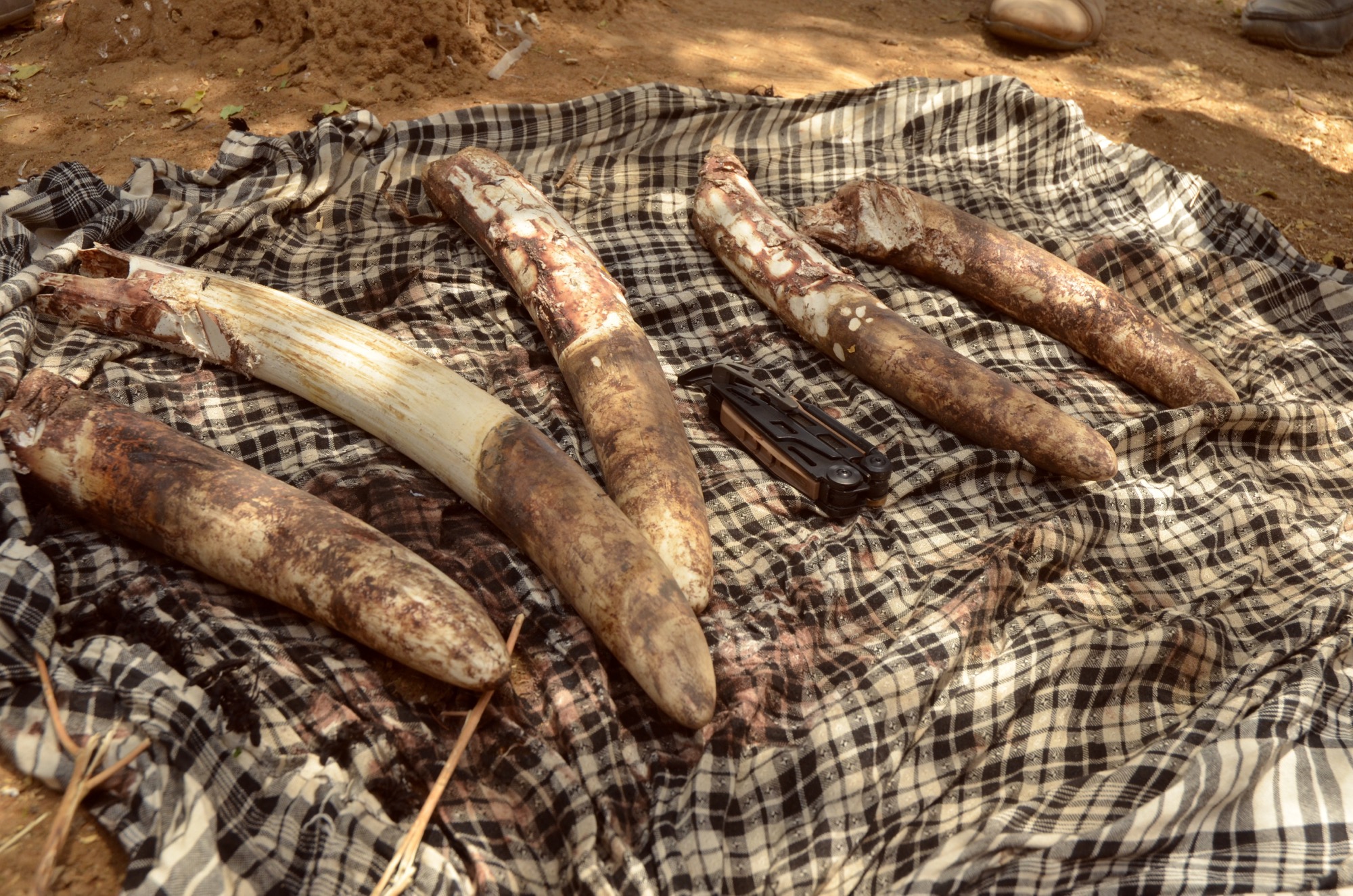 1.35 Poaching,seized ivory,Arthur,Chad,2017.jpg