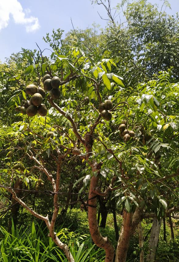 tree.jpg