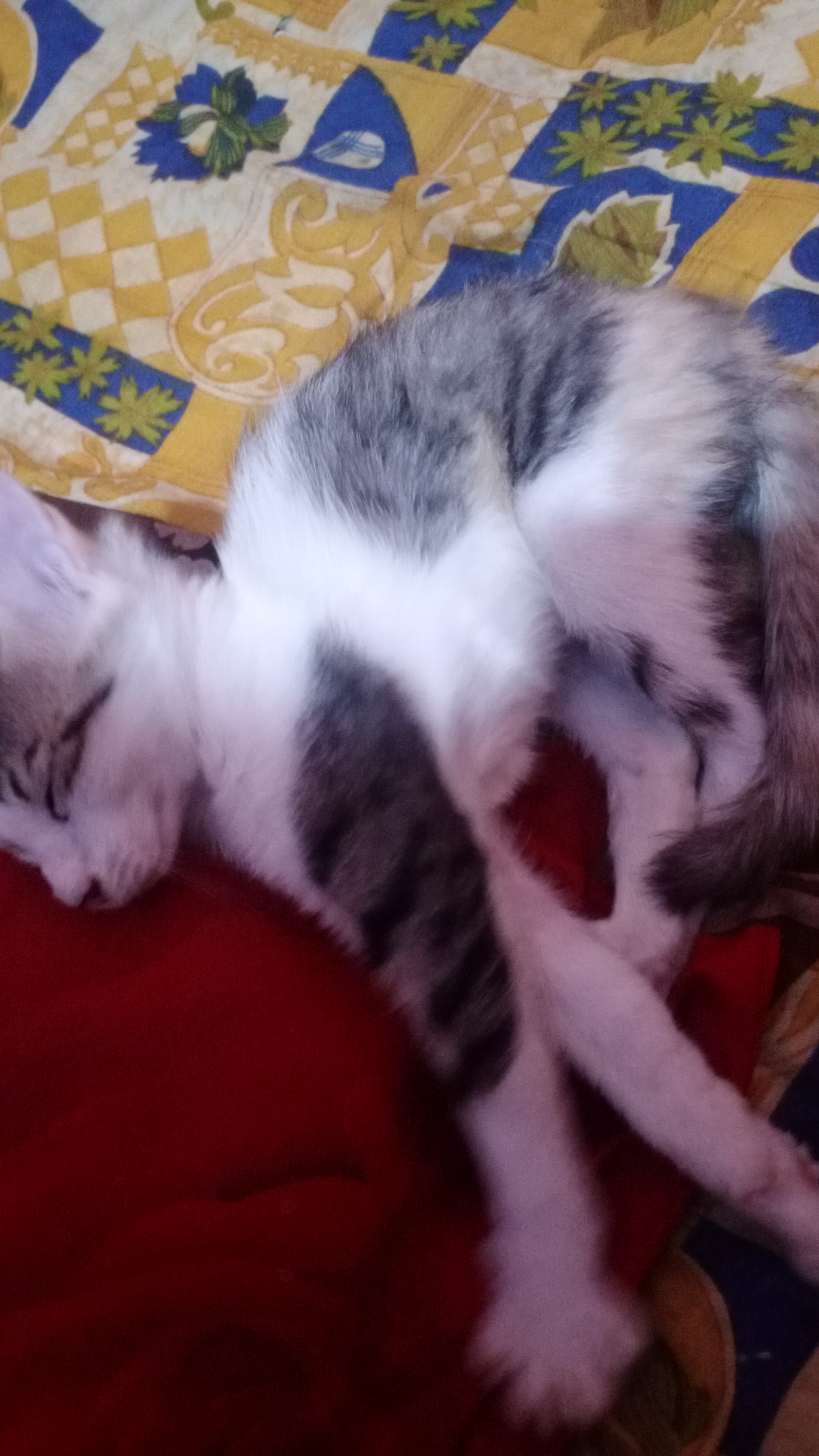 IMG-20210528-WA0114.jpeg