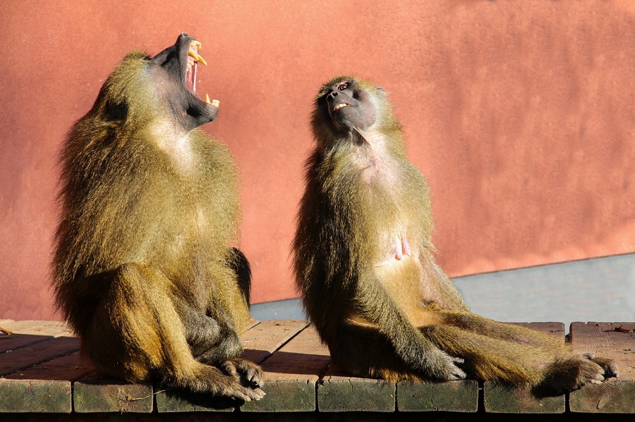 Yawning Baboons.jpg