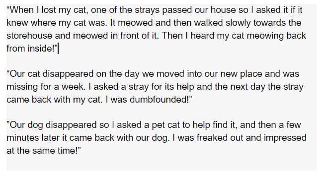 lostcat.JPG