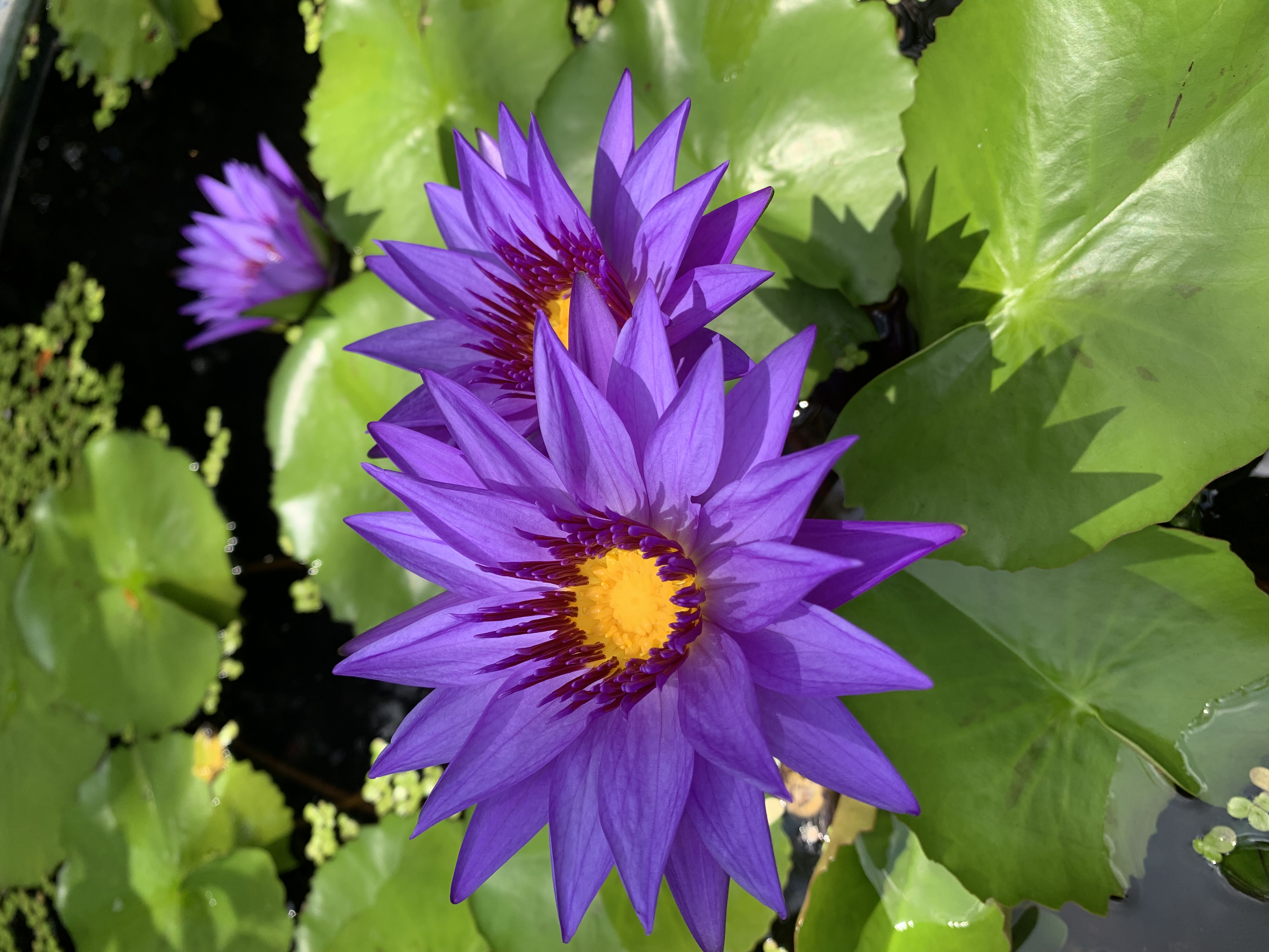 purple lotus1.jpg
