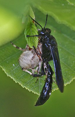 256px-Pipe_Organ_Mud_Dauber_with_Spider_-_Trypoxylon_politum,_Leesylvania_State_Park,_Woodbridge,_Virginia.jpg