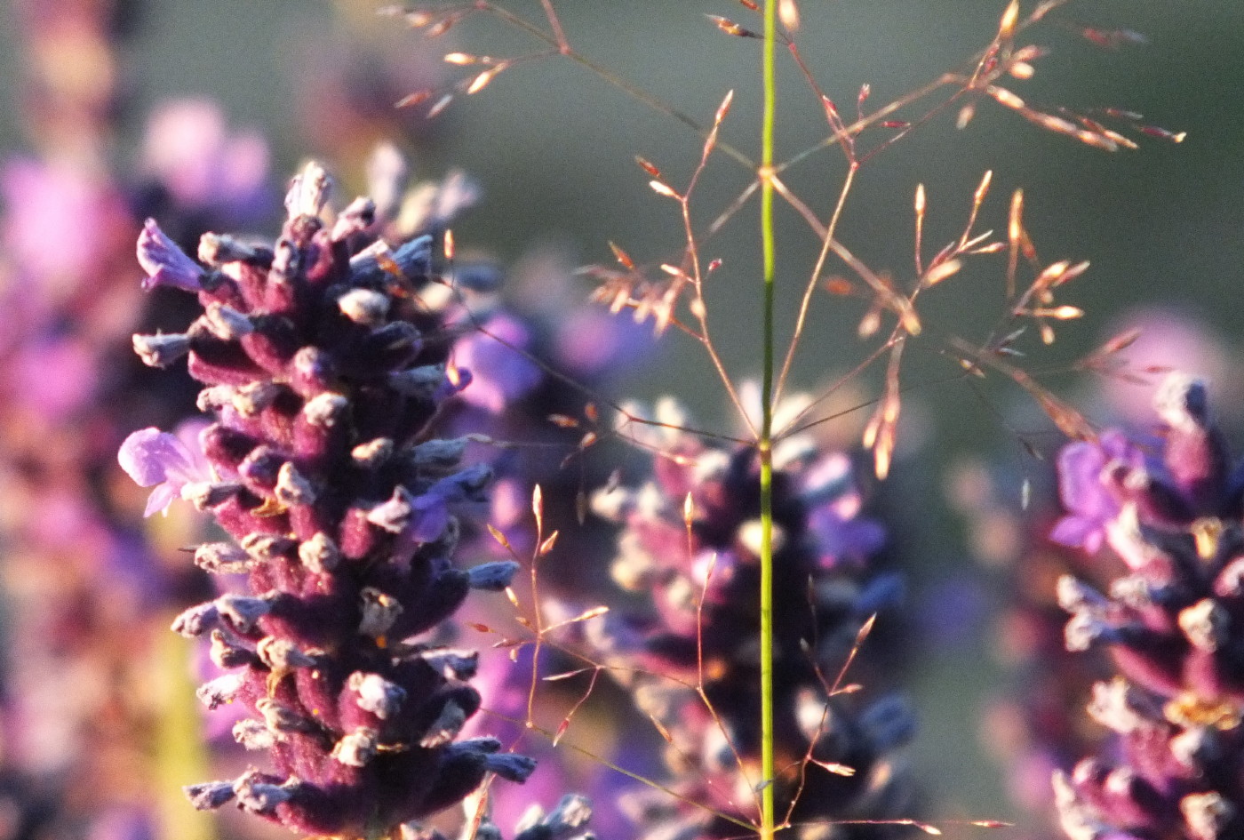 0716-LavenderGrass2.jpg