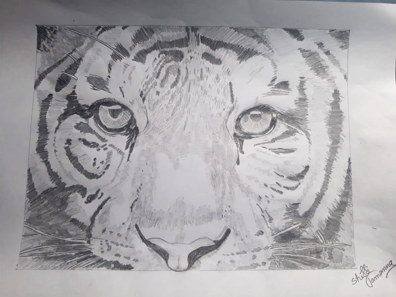 Bengal Tiger  Animal drawings, National animal, Bengal tiger