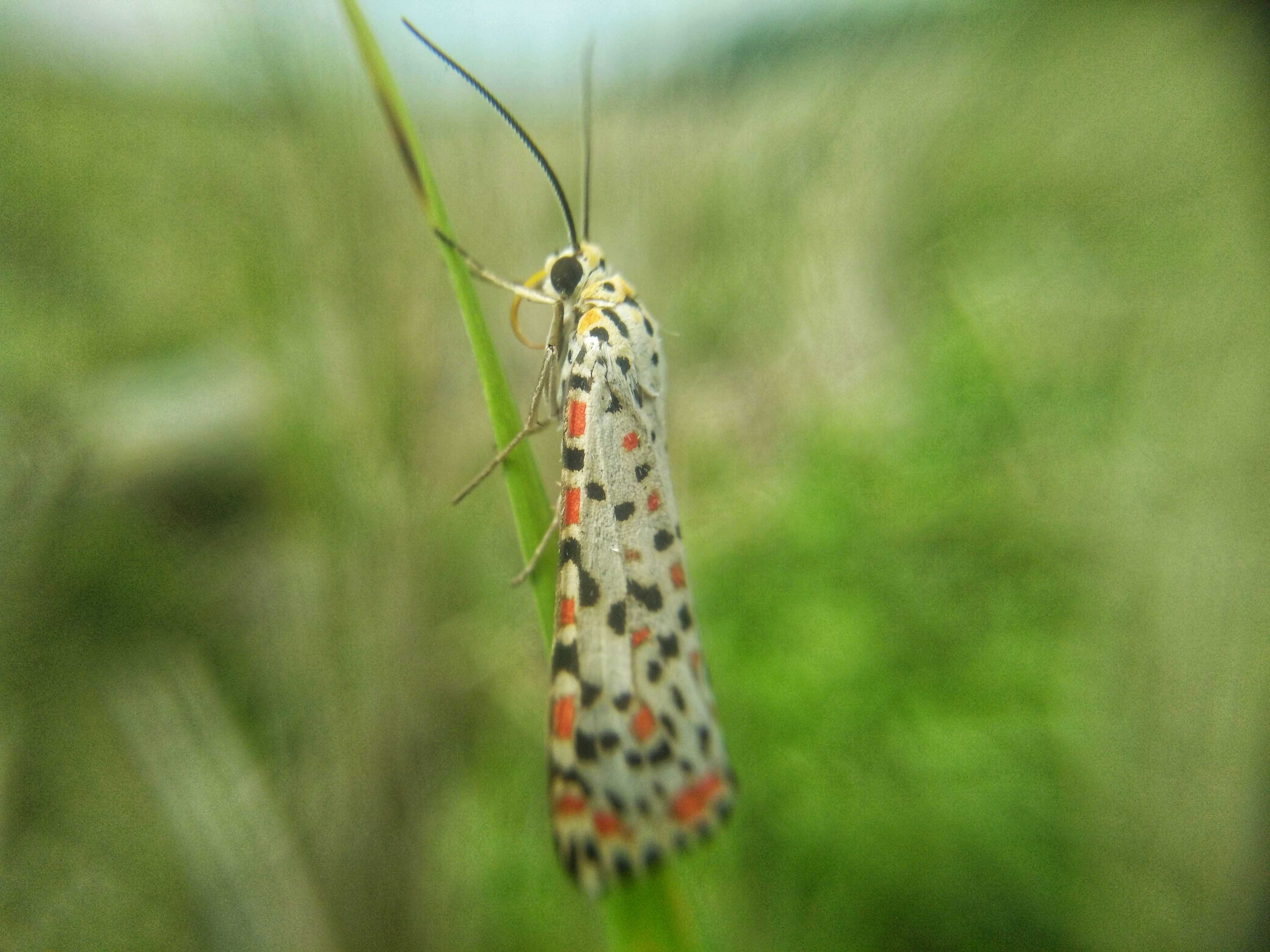 Beauty Butterfly3-01.jpeg