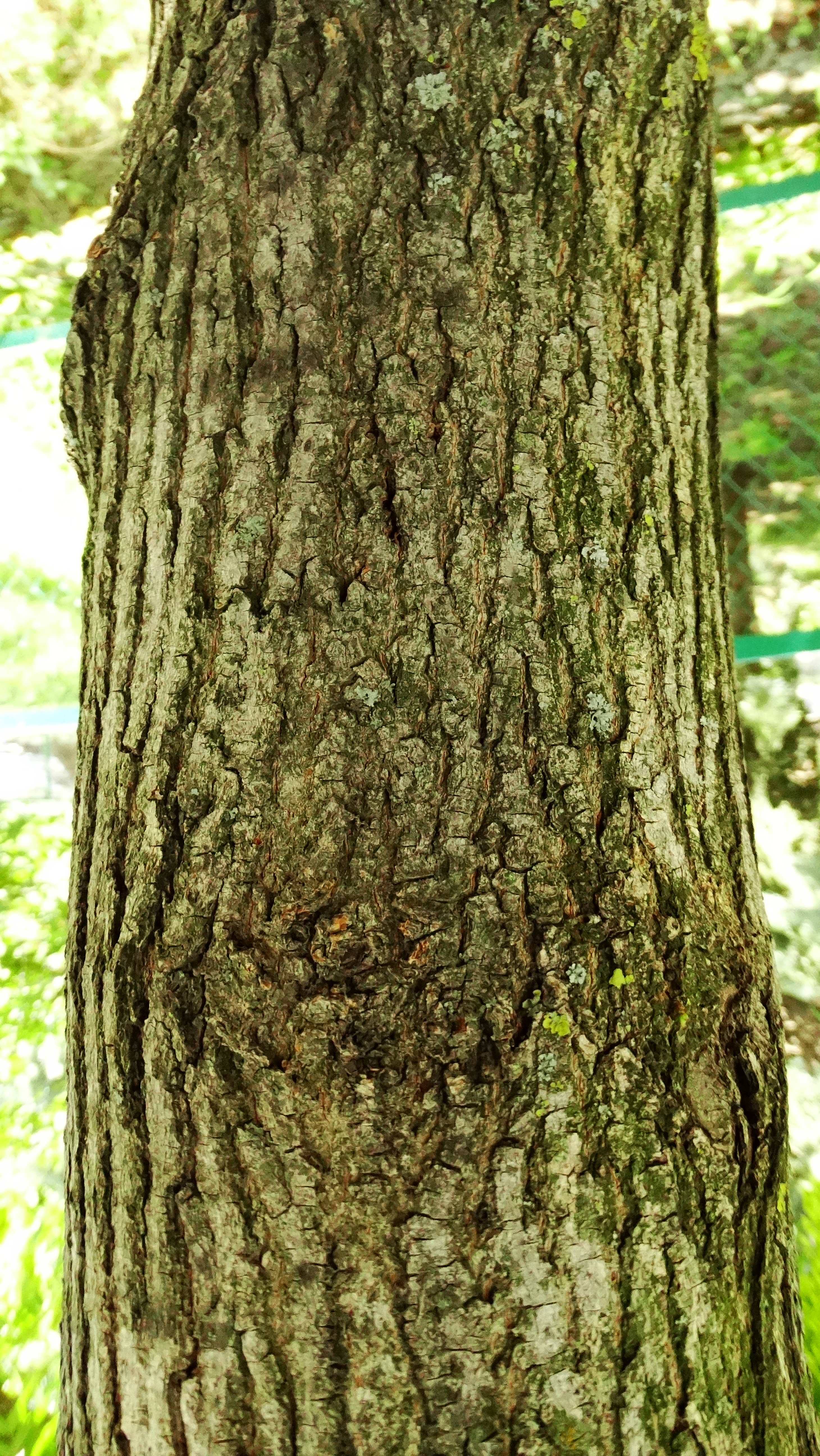DSC08073.JPG