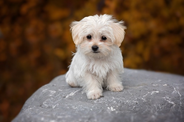 dog-1037702_640.jpg