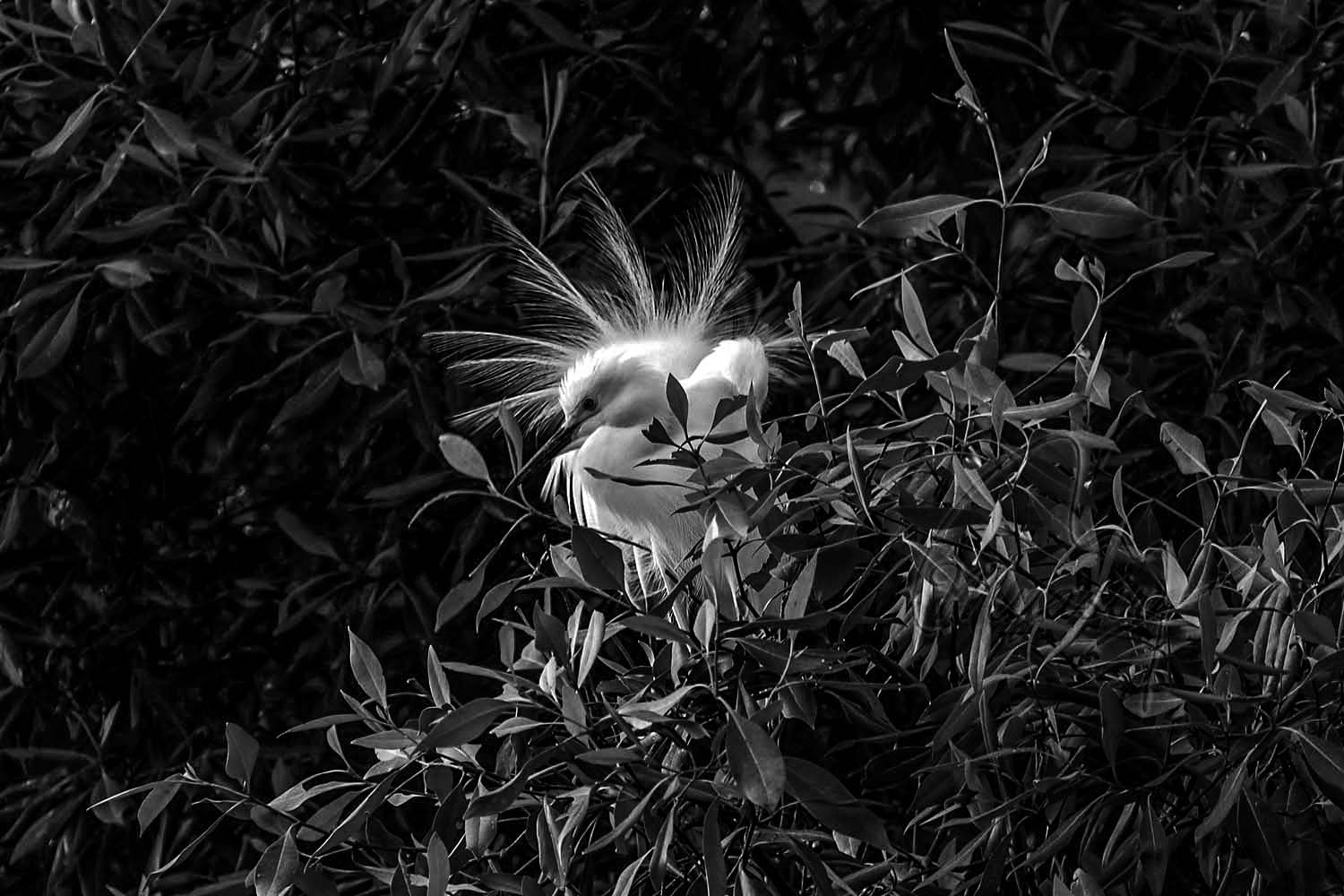 SRL-image-1 (1).jpeg