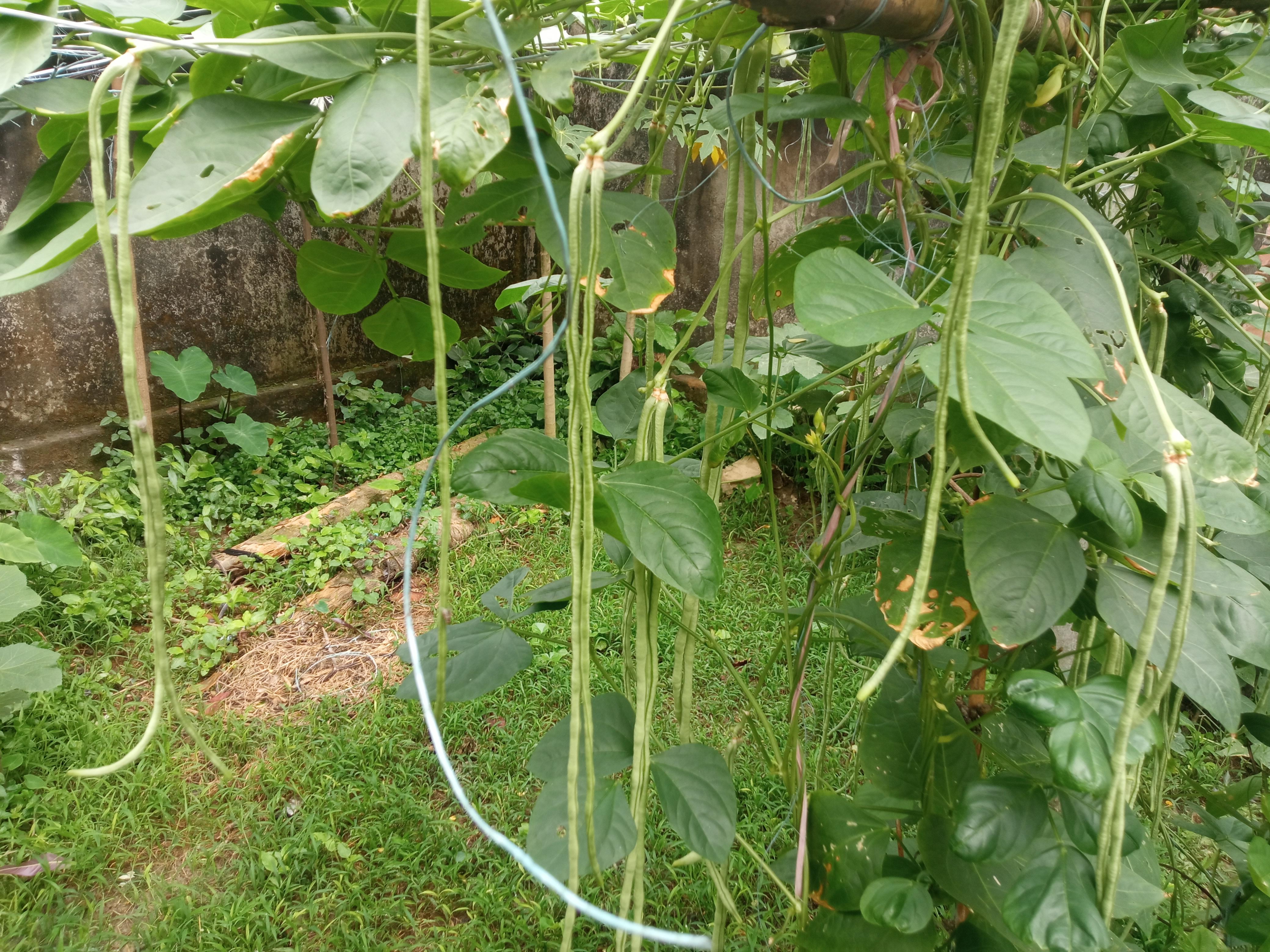 বরবটি (5).jpg