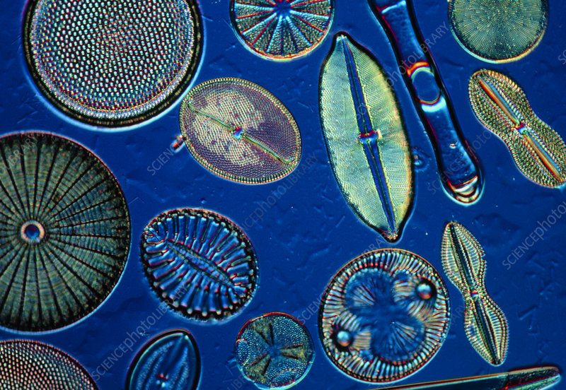 httpsmedia.sciencephoto.comimageb3050076800wm.jpg